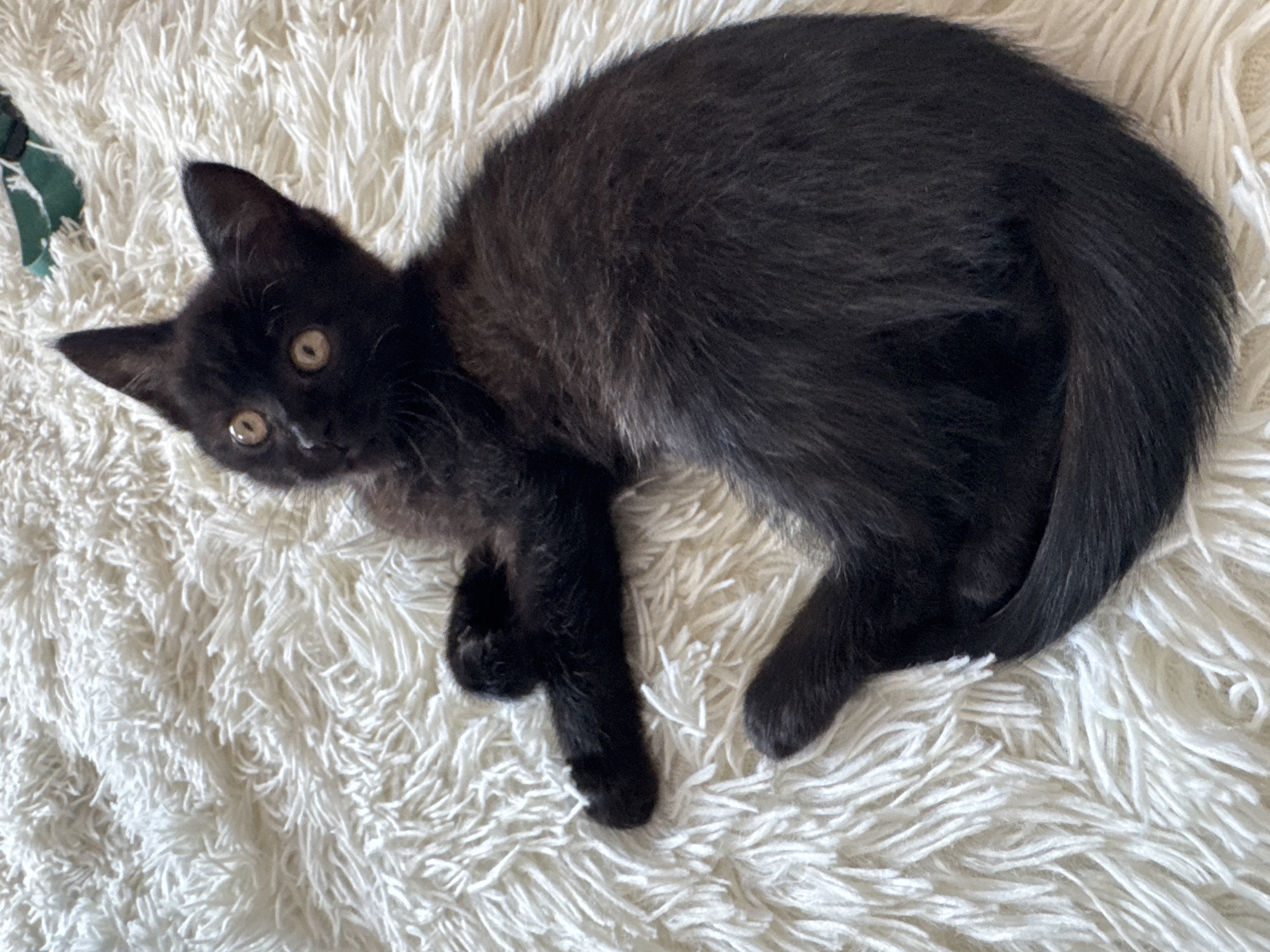 A black kitten with wide, light-colored eyes is lying on a thick, white, fluffy rug. The kitten is curled up with its paws tucked in and its tail wrapped around its body. Its head is slightly tilted, and it is looking up at the camera. The rug has a high pile and a textured surface. In the upper right corner of the image, a small portion of a green object is visible. The lighting is soft and natural, creating a cozy and relaxed atmosphere.