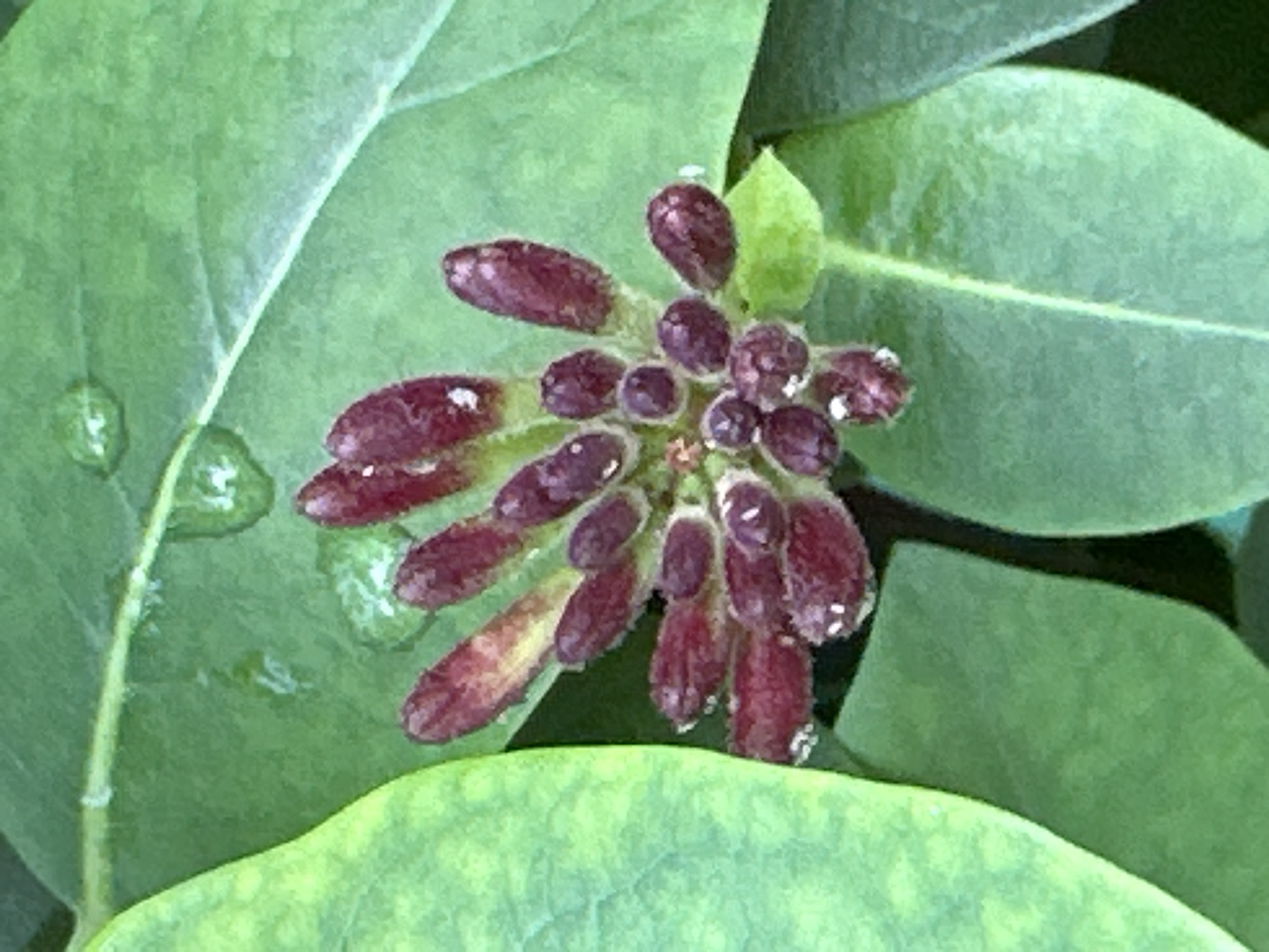 A close-up photograph displays a central cluster of approximately twenty-five to thirty reddish-purple flower buds, ranging in shape from elongated cylindrical to small spherical. Multiple buds exhibit small, reflective white specks on their surfaces, consistent with water droplets or trichomes. The buds are arranged radially, emerging from a common green base. Surrounding the bud cluster are several green leaves. A prominent leaf on the far left side of the frame is a lighter, yellowish-green with visible, slightly darker green venation. Other leaves in the background and foreground are a uniform medium green, some also bearing small, clear water droplets. The background foliage is softly out of focus, emphasizing the central floral subject. The scene depicts natural plant life, photographed in the city of Unknown, Unknown.