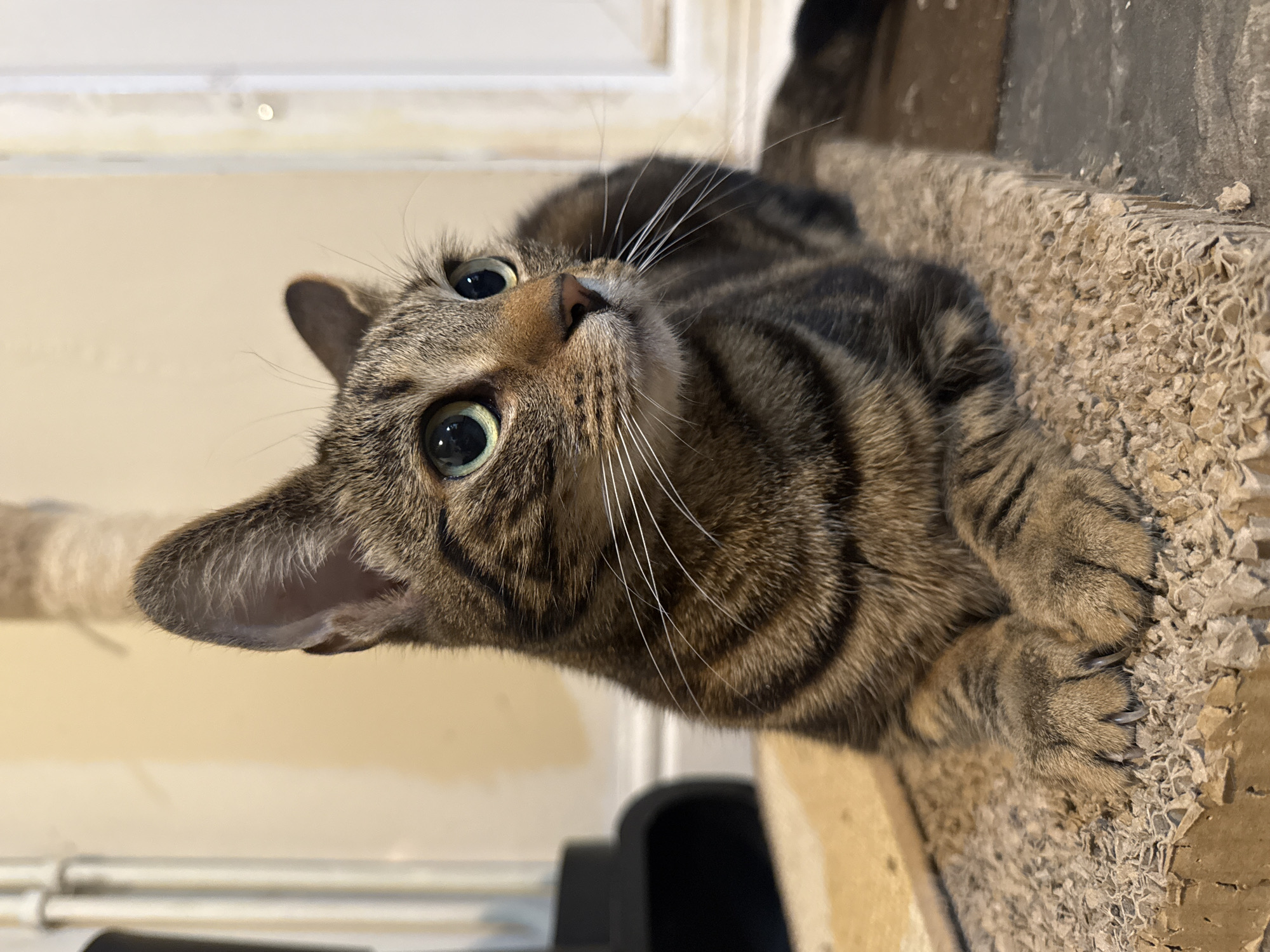 A close-up, vertical shot captures a brown tabby cat looking upwards with an alert and curious expression. The cat's head is tilted to the left, showcasing its large, round, green eyes with dilated pupils and long, white whiskers fanning out from its muzzle. Its brown and black striped fur is clearly visible, typical of a tabby pattern. One ear is prominently featured, pointed upwards, suggesting it's attentive to something out of frame.
The cat is lying on a light brown, heavily textured surface, which appears to be a well-used scratching post or cat tree made of corrugated cardboard. Its front paws are visible, with claws partially extended, gripping the textured surface.
The background is softly blurred, showing a light-colored wall or furniture, possibly a skirting board, and some white trim at the top. The lighting is even, suggesting an indoor setting. The overall scene conveys a moment of a domestic cat being observant and perhaps playful within a home environment in Desborough, United Kingdom. There is no visible text in the image.