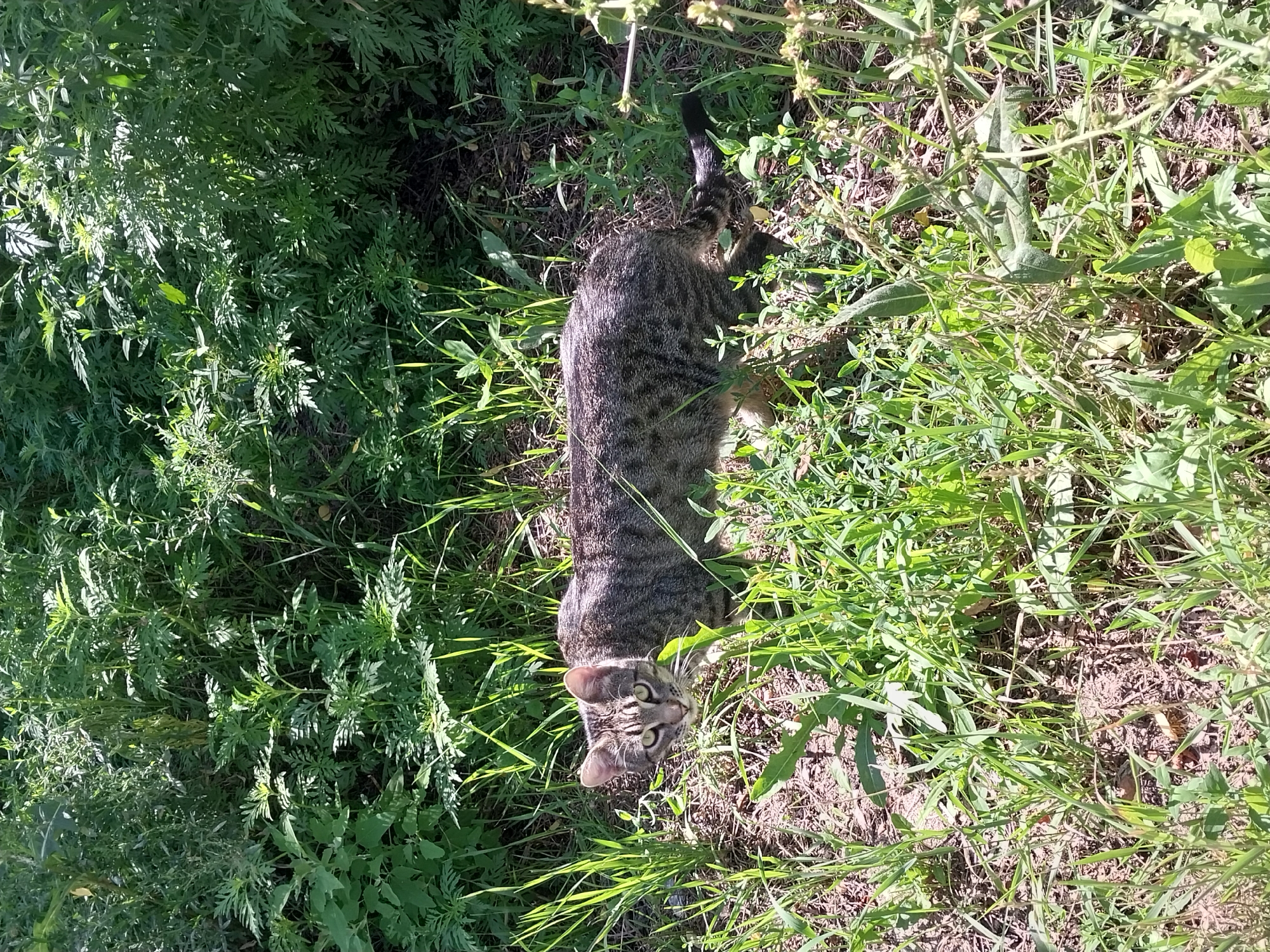 A tabby cat with green eyes is pictured outdoors in what appears to be a park or a patch of undeveloped land. The cat is facing the camera, looking directly at the viewer, with its body angled slightly to the left. It is surrounded by dense green vegetation, including tall grasses and leafy plants, with some dry ground visible beneath the foliage. The lighting suggests it is daytime with sunlight filtering through the leaves. The setting is consistent with a natural environment found within a city, such as the areas along the Dnipro River in Dnipro, Ukraine, where such flora and fauna are common.