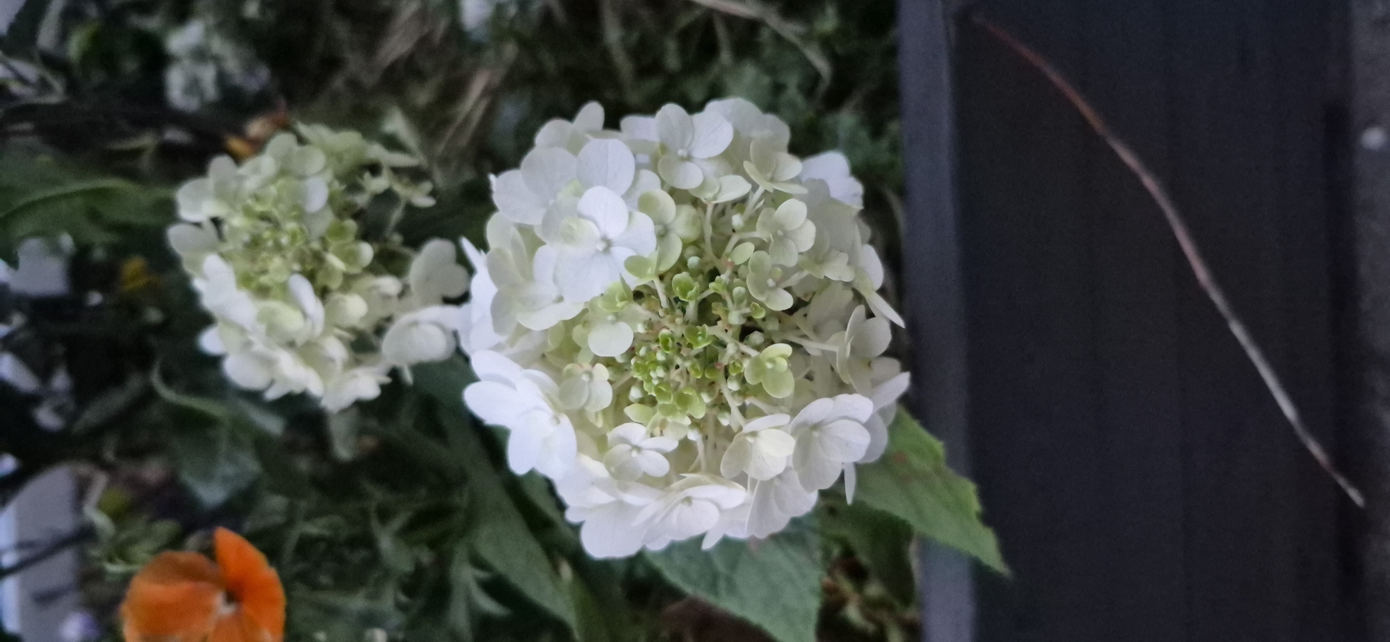 The image shows a close-up of white hydrangeas. The flowers are in a round cluster, with many small petals. In the background, there is a blurry orange flower and green foliage. The bottom of the image features a dark grey planter box. The image was taken in Gdańsk, Poland, likely outdoors in a garden or park setting. There are no people or animals visible in the image.