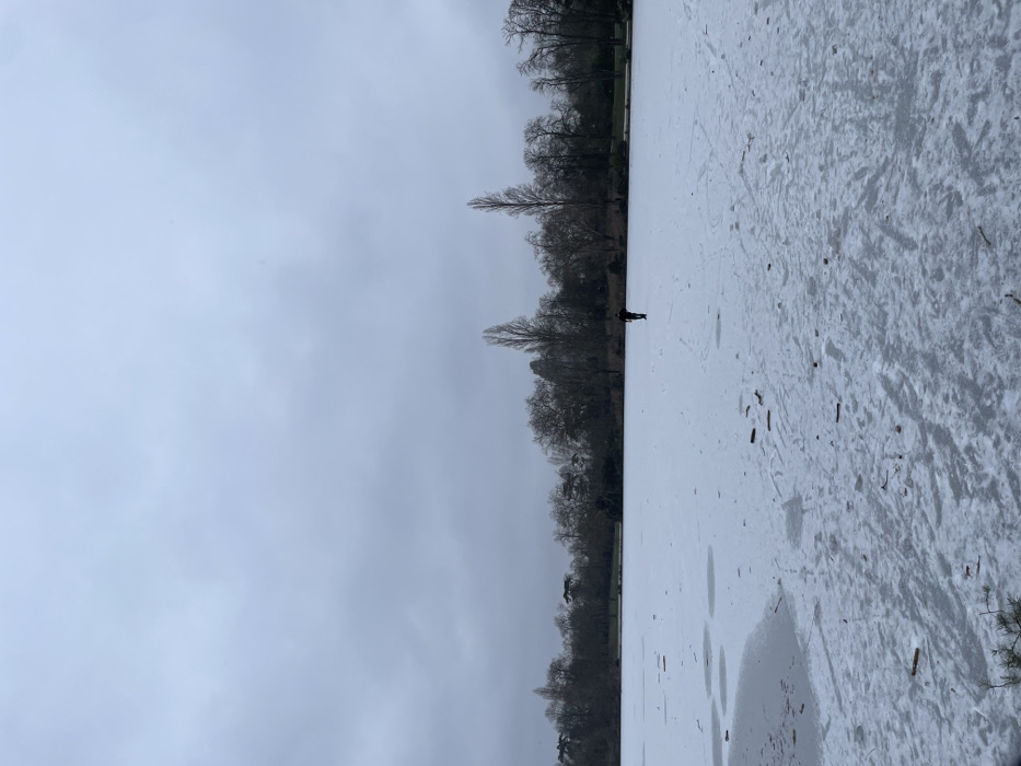 The image displays a large, frozen body of water within a park identified as the Bois de Boulogne, located in the 16th arrondissement of Paris, France. The scene is observed under an uniformly overcast, light grey sky. The lower two-thirds of the frame are dominated by the frozen lake, covered with a textured layer of snow and ice, exhibiting numerous tracks, disturbances, and scattered small debris, possibly twigs. A solitary individual, dressed in dark clothing, stands on the frozen surface in the middle ground, facing away from the viewer towards the opposite bank. The background consists of a dense line of leafless deciduous trees and some evergreen conifers, forming the far shoreline of the lake. Several tall, slender trees are prominent among the background foliage. The environment indicates cold, wintry conditions.