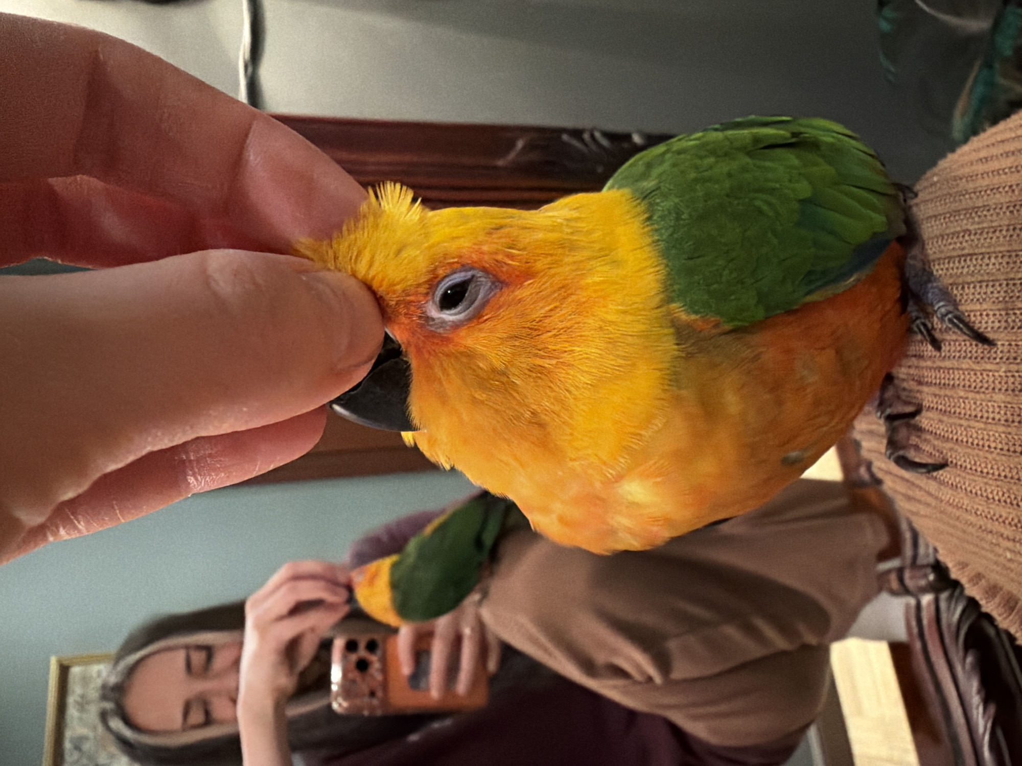 A person is petting a sun conure parrot. The parrot has yellow and green plumage, a black beak, and is perched on a chair covered with a knit fabric. The person's hand is touching the bird's head. The image appears to be a reflection in a mirror, where a second person is visible holding a smartphone, presumably taking the picture. The background shows a wall, a picture frame, and a brown wooden furniture item, perhaps part of the chair. The location is not discernible from the image.
