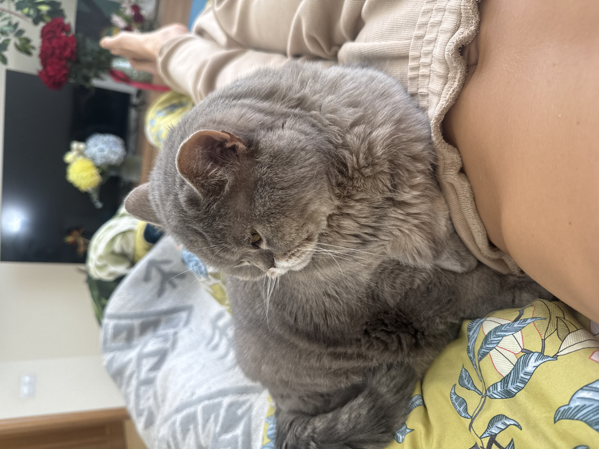 A gray cat is resting on a person's legs in a room. The cat is in the foreground, taking up a significant portion of the image. Its fur is a soft gray, and it is looking off to the side with its yellow eyes. The cat is lying on a person's lap, which is covered by light brown pants. The background is slightly out of focus, but it appears to be a bedroom. There is a bed with patterned sheets and blankets, and a television screen is visible on the wall. A bouquet of red flowers is on a table in the background, and to the left, there are yellow and blue flowers. There is no indication that this scene is in Saint Petersburg, Russia.