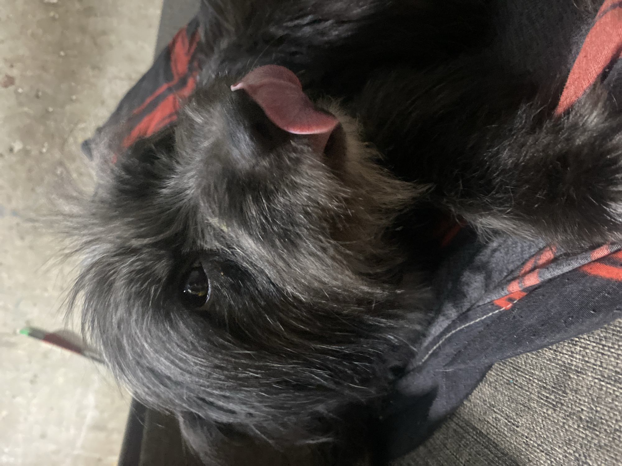 An extreme close-up, indoor shot shows a black dog with its pink tongue out licking its nose. The dog's fur is dark and appears somewhat shaggy, with strands of lighter gray fur visible around its face. The dog's left eye is open and dark brown, reflecting light. The dog is lying on what appears to be a patterned fabric that is black with red stripes. The background is out of focus, but a textured, concrete-like surface and a blurred object with red and green colors are visible. The lighting is dim, casting shadows and creating a somewhat moody atmosphere. The image appears to be taken with a mobile phone camera.