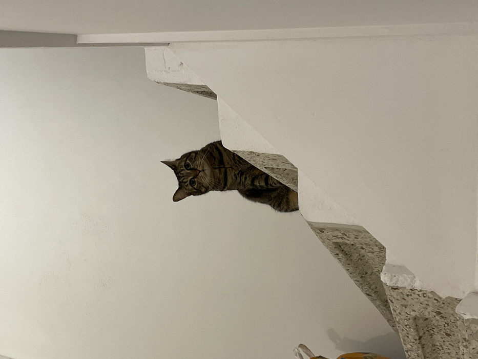 This image depicts an indoor scene within a building, identified by the prompt as being in Sallanches, France. The central subject is a domestic short-haired cat, exhibiting brown tabby markings with distinct dark stripes and lighter tan underparts, visible on its chest and front legs. The cat is positioned sitting upright on a white-painted ledge, which constitutes a component of a staircase. Its body is angled slightly to the viewer's left, while its head is turned to directly face forward. A dark-colored collar is present around the cat's neck.
The surrounding environment includes plain white walls. The staircase elements, such as the risers and stringers, are painted white, contrasting with the light-colored, speckled aggregate material observed on the treads. In the lower-left quadrant of the image, a partial view of a yellow or orange ceramic object is visible, situated on a surface beneath the staircase. The scene is uniformly illuminated, consistent with artificial indoor lighting. No human subjects are present in the frame.