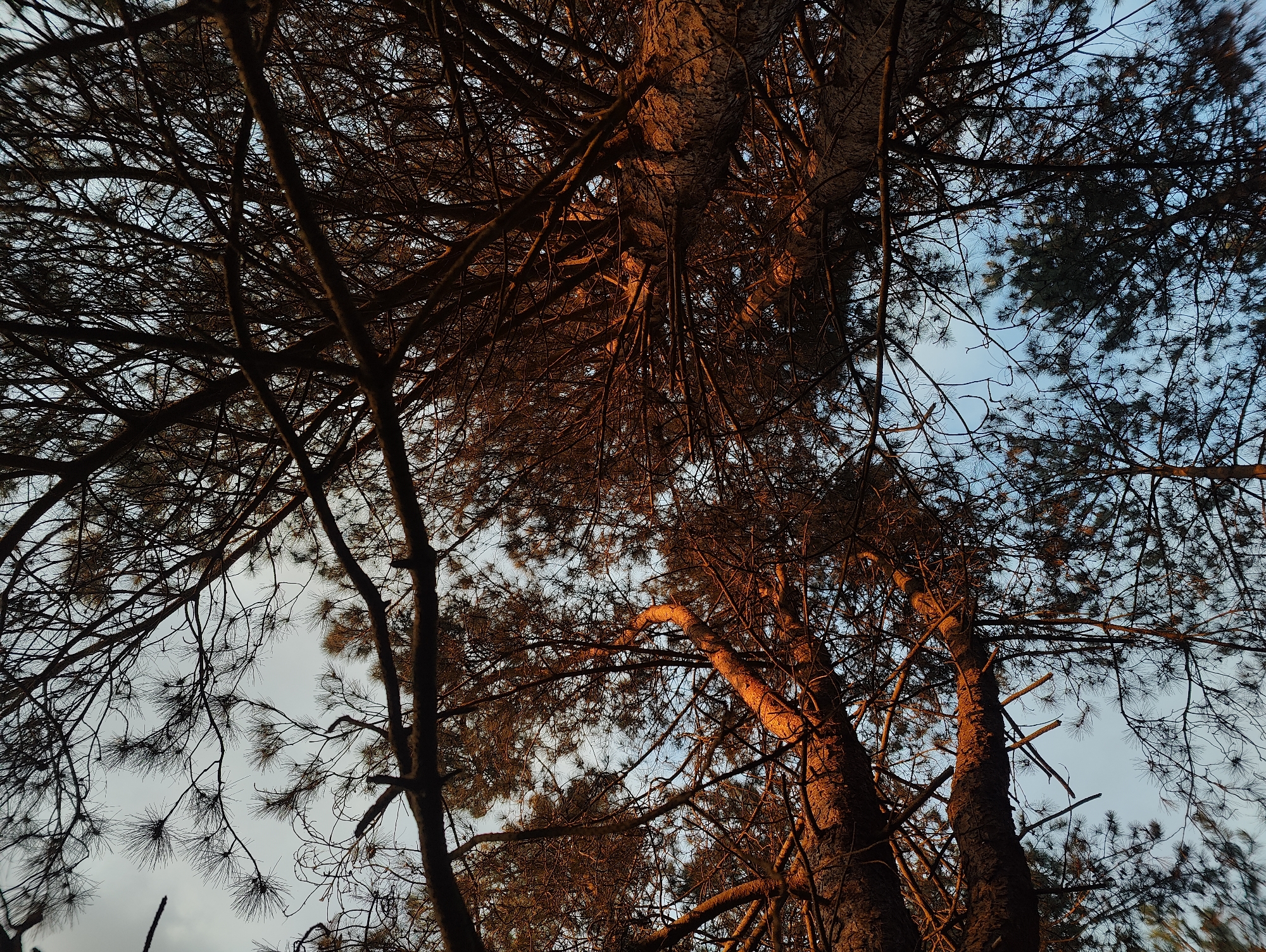 The image presents a low-angle view looking upwards into the canopy of pine trees. The trunks of the trees are a dark brown, illuminated with a warm, golden light suggesting either sunrise or sunset. The branches are densely interwoven, silhouetted against a pale blue sky. The needles on the branches appear dark and dense. There is no evidence of human presence or structures. The scene appears to be outdoors in a wooded area. Although the location is unknown, the prompt mentioned the city of East Suffolk, United Kingdom. Given the prominence of pine trees, it could potentially be a park or woodland area within the East Suffolk region.