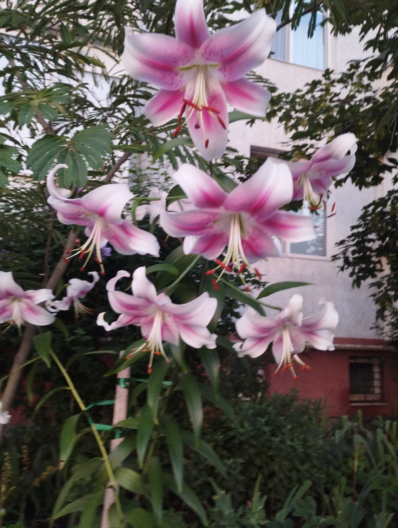 The image shows a cluster of pink and white lilies in bloom, with their prominent stamens and pistils visible. The flowers are set against a background of greenery, including tree branches and leaves. In the background, a building with a light-colored facade and a red-brick section with windows is visible. The overall scene suggests an outdoor garden or yard setting, possibly in a residential area. The composition is focused on the flowers, with the building and foliage providing context.