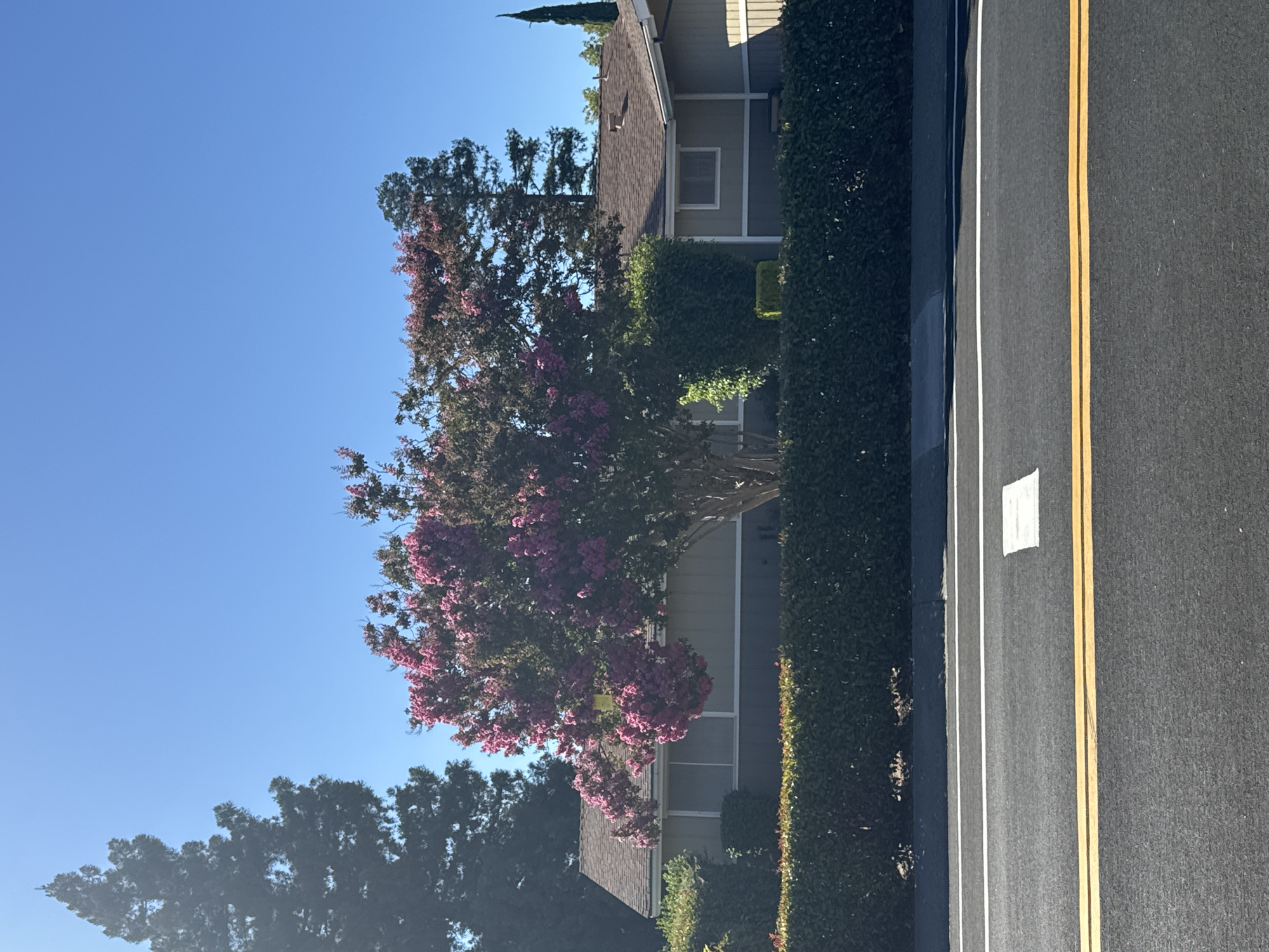 A medium-shot, eye-level exterior photograph taken on a clear, sunny day shows a single-story house with a light gray exterior and a brown roof, partially obscured by a vibrant pink crape myrtle tree in bloom. A dense, dark green hedge runs along the front of the property, separating it from a paved road in the foreground. The road has two yellow double lines and a white dashed line painted on it. The house has a single window with a white frame visible. The crape myrtle tree's branches, laden with pink flowers, extend towards the house and over the hedge. To the left of the crape myrtle is a tall, dark green coniferous tree, and to the right, another smaller evergreen tree and a slender, dark green spire-like tree are visible behind the house. The sky is a clear, bright blue. The scene is located in Citrus Heights, United States of America.