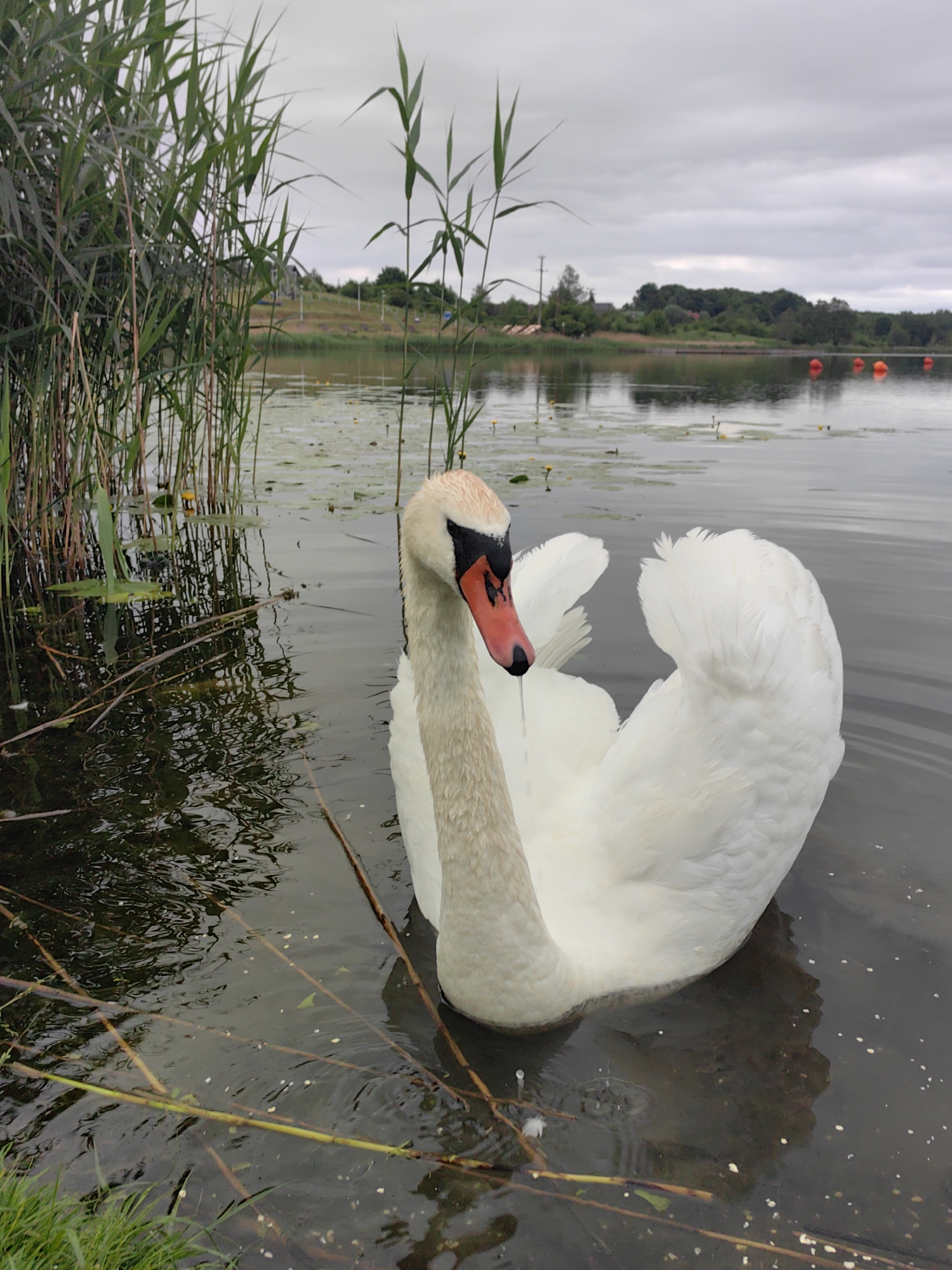 A swan with white feathers and an orange beak swims in dark, rippling water. Tall green reeds grow on the left side of the frame, partially obscuring the swan. In the background, a calm lake extends to a tree-lined shore under a cloudy sky. Orange buoys are visible on the water in the distance. The scene appears to be a natural outdoor environment.