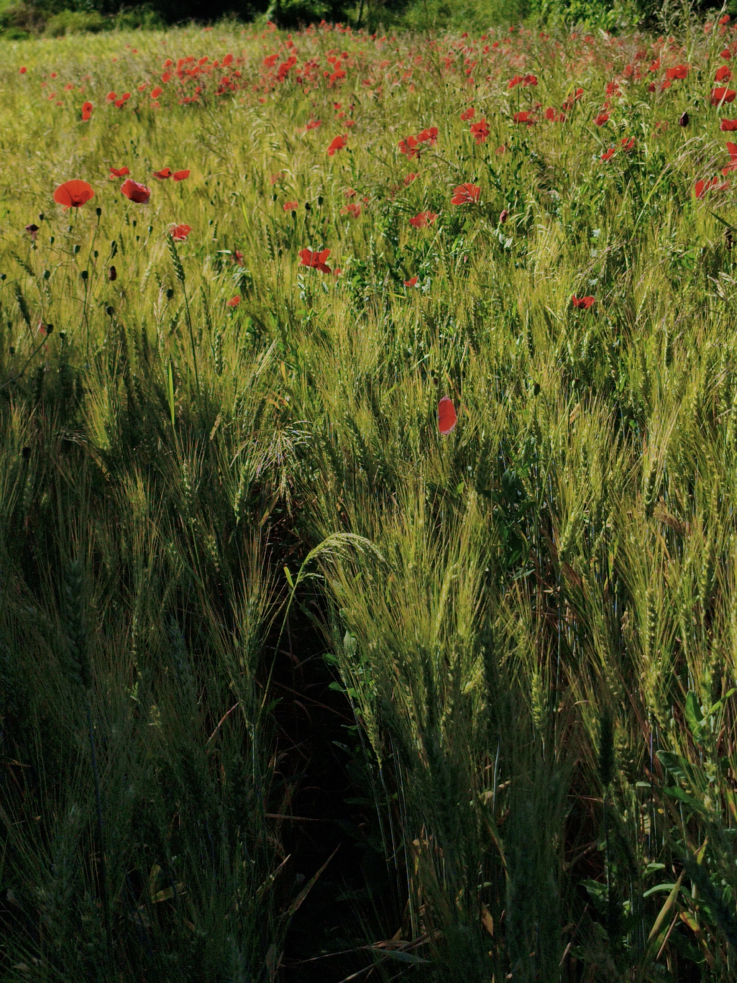 This is a medium-angle, eye-level, outdoor shot of a field of wheat and poppies. The wheat stalks are tall and green, with some golden hues indicating maturity. Scattered throughout the field are bright red poppies, adding vibrant color to the scene. In the foreground, the wheat is denser and appears darker, possibly due to shadow. The background is a blur of green foliage, suggesting trees or bushes. No people are visible in the image. The image depicts a natural landscape.