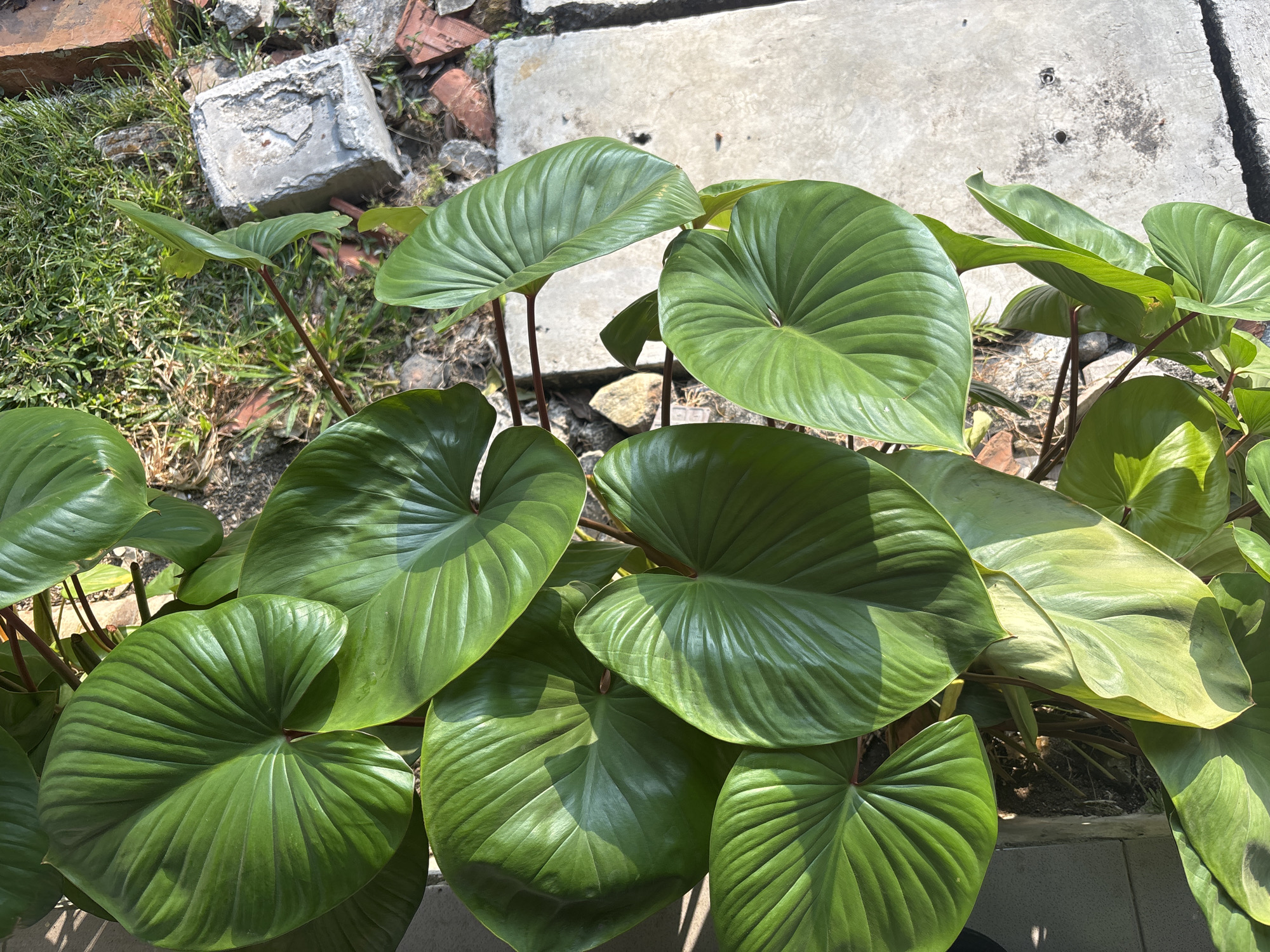 The image depicts a close-up, overhead view of a vibrant green tropical plant with large, heart-shaped leaves. The leaves are glossy and exhibit prominent veins radiating from the base. The plant appears healthy and is situated outdoors, with sunlight casting shadows on its foliage. In the background, elements of an urban environment are visible, including rough concrete paving slabs, scattered red bricks, and dry grass or weeds. A broken concrete block is also present. The scene suggests a garden or an outdoor area within a built-up location. Given the request to include location in Cirebon, Indonesia, this image could represent a plant in a residential garden, a public park, or a commercial space in that city. The presence of common building materials and the type of vegetation are consistent with an Indonesian setting. There are no people or animals visible in the image.