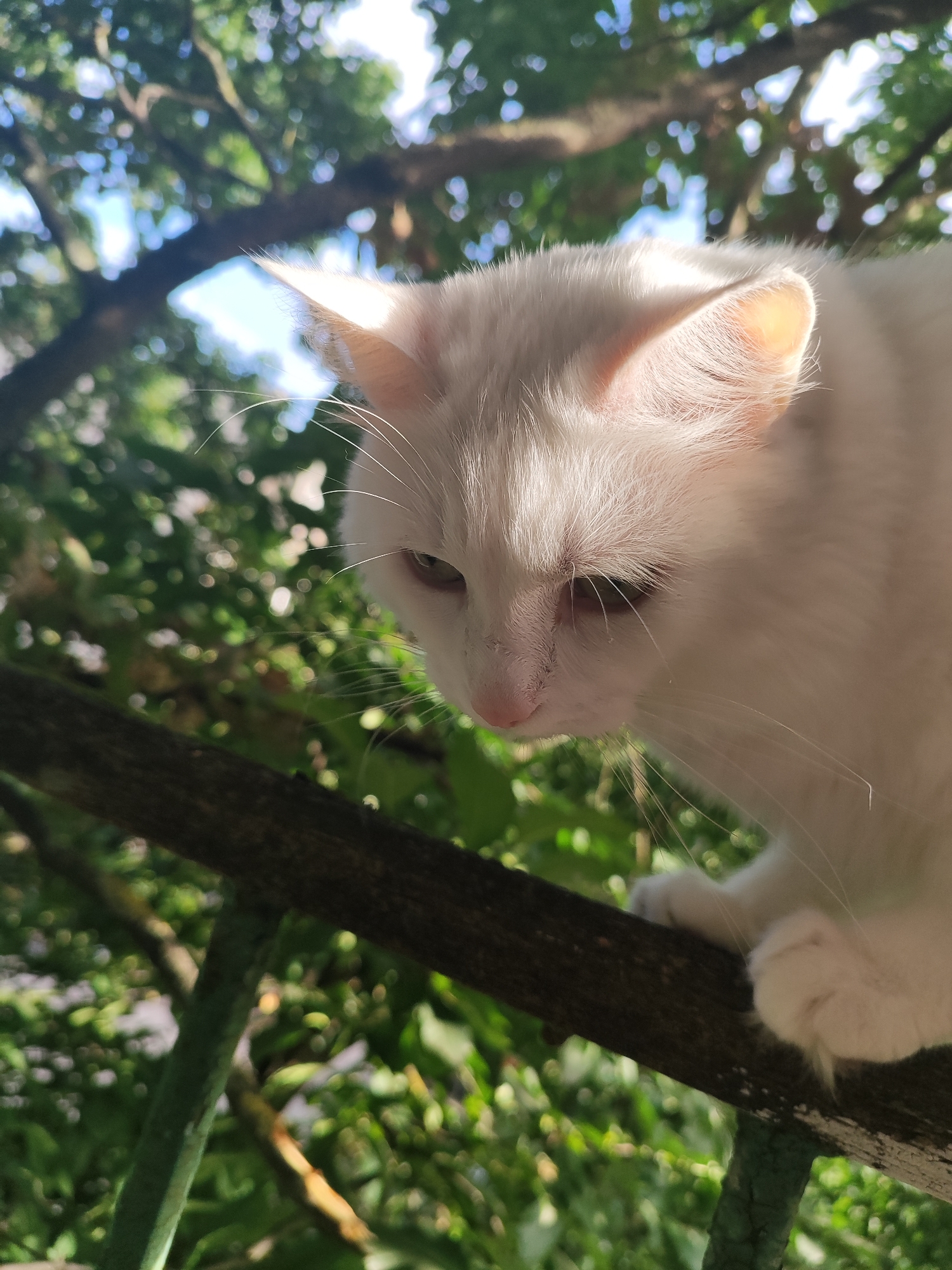 A close-up, low-angle shot captures a white cat perched on a weathered dark brown branch, likely a railing or a sturdy tree limb, set against a vibrant green, out-of-focus natural background. The cat is predominantly white, with hints of light pink visible on its nose and ears, which are illuminated by sunlight. Its gaze is directed downwards and to the left, with its eyes partially closed, suggesting a moment of contemplation or relaxation. The cat's white fur appears soft, with delicate white whiskers extending outwards. Its front paws are visible, resting on the branch, with one paw slightly extended. The background consists of lush green foliage and branches, with dappled sunlight filtering through, creating a soft bokeh effect. The overall impression is a serene, intimate portrait of a cat in its natural environment, possibly a balcony or garden. There is no indication of Vilnius, Lithuania in the image itself.
