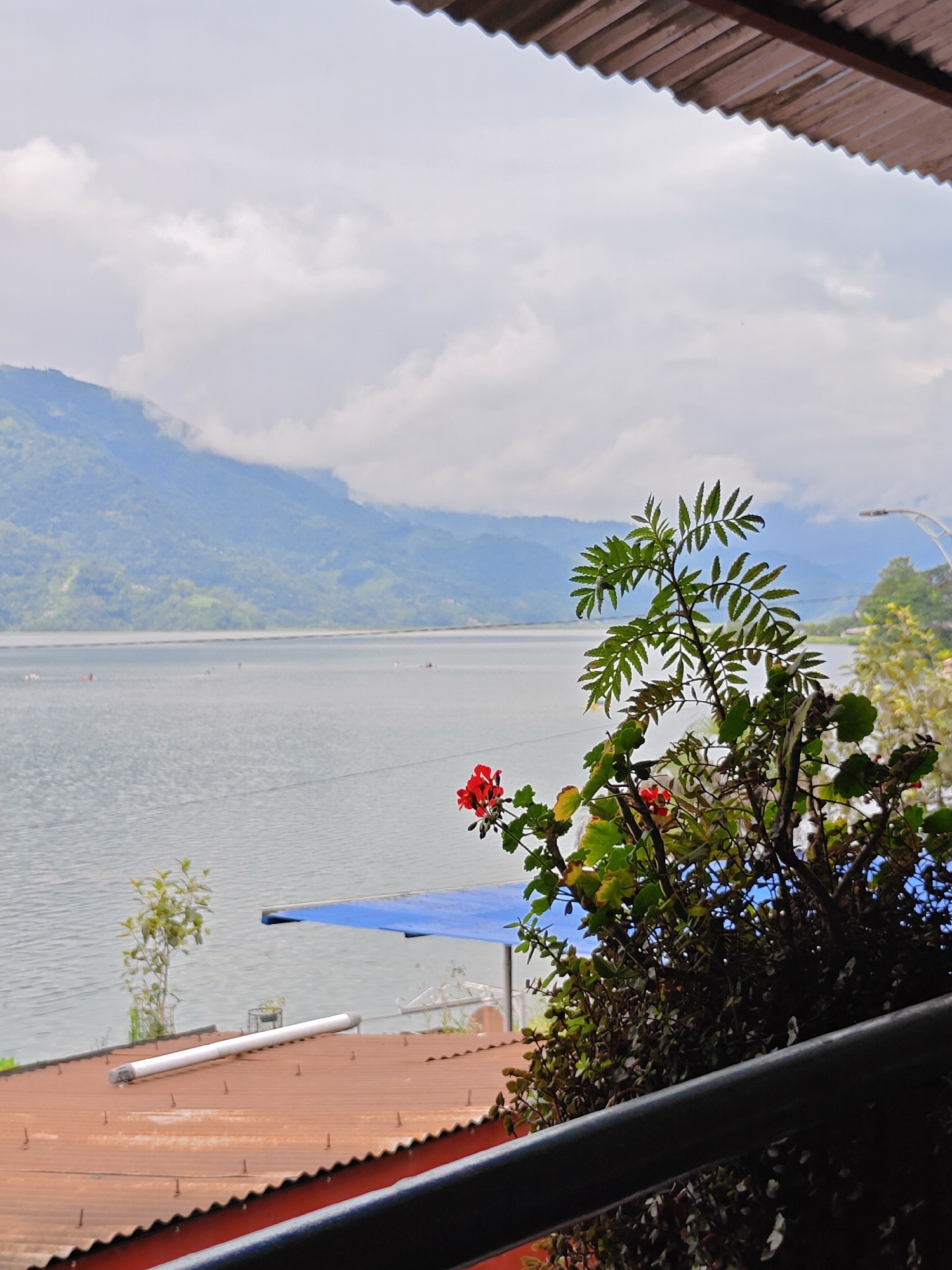 A serene view of Phewa Lake in Pokhara, Nepal, is captured on an overcast day. The foreground is partially obscured by a dark railing and the underside of a corrugated roof. To the right, a potted plant with vibrant red flowers and lush green leaves adds a touch of color. Beyond the plant, the calm waters of Phewa Lake stretch out, dotted with several small boats and figures that appear to be paddling. In the distance, rolling green hills rise majestically, shrouded in a soft mist, with scattered buildings visible on their slopes. The sky is filled with a blanket of grey clouds, contributing to the tranquil and slightly subdued atmosphere. A blue tarp is visible on a rooftop in the middle ground, and a long, cylindrical object, possibly a light fixture or pipe, rests on a rusty, corrugated metal roof in the lower left portion of the frame.
