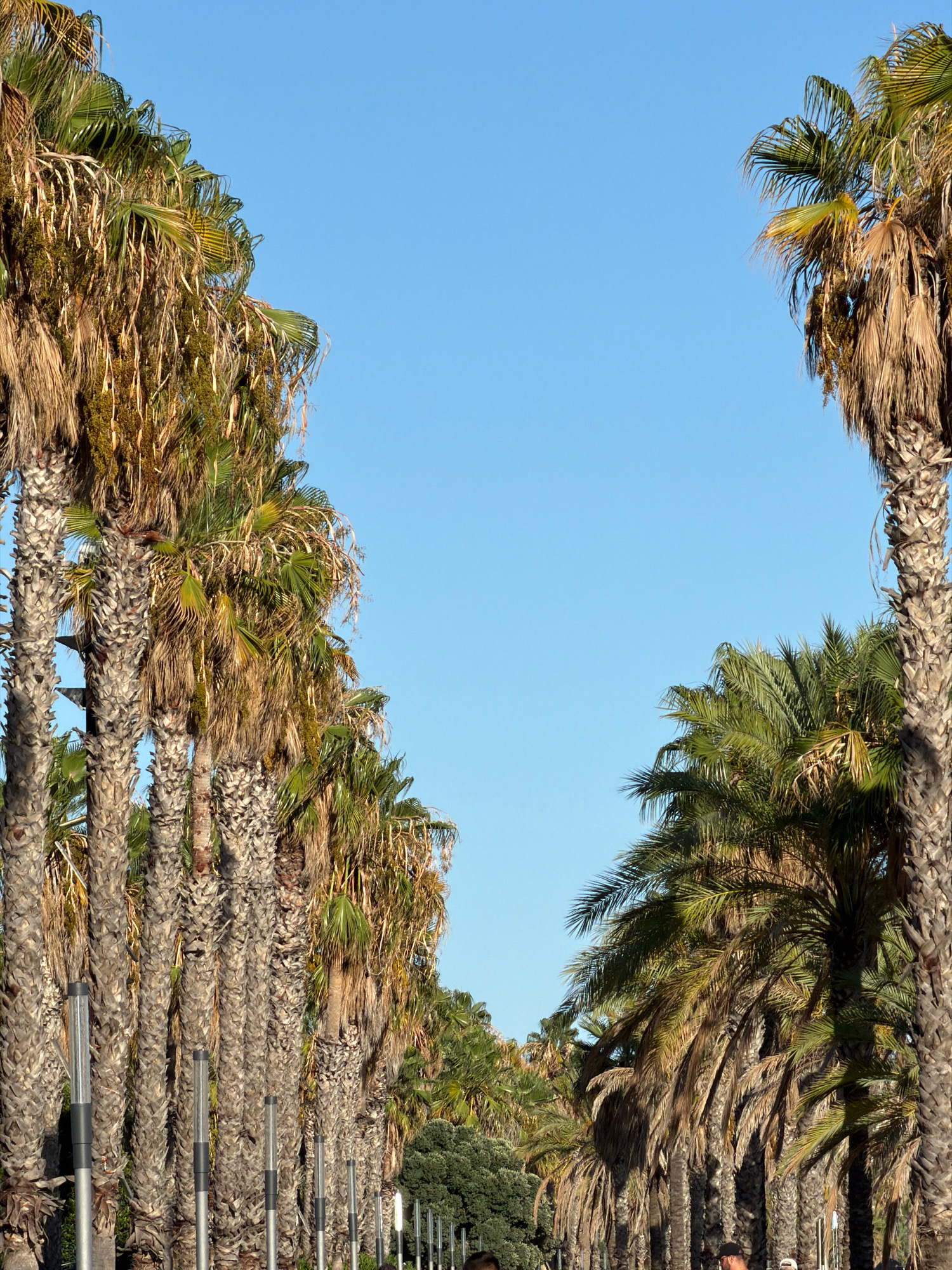 The image shows a pathway lined with palm trees on either side, forming an avenue. The trees on the left are closer and more prominent, with their rough, textured trunks and dry, brown fronds creating a dense canopy. The trees on the right are further away, with vibrant green fronds visible. The sky is a clear, bright blue. Several modern, cylindrical streetlights are interspersed among the palm trees on the left. In the lower part of the image, some greenery and a few individuals, one wearing a baseball cap, are visible, suggesting the presence of people on the pathway. This scene is consistent with the appearance of the palm-lined avenues found in the city of Salou, Spain, known for its coastal promenade and numerous palm trees.