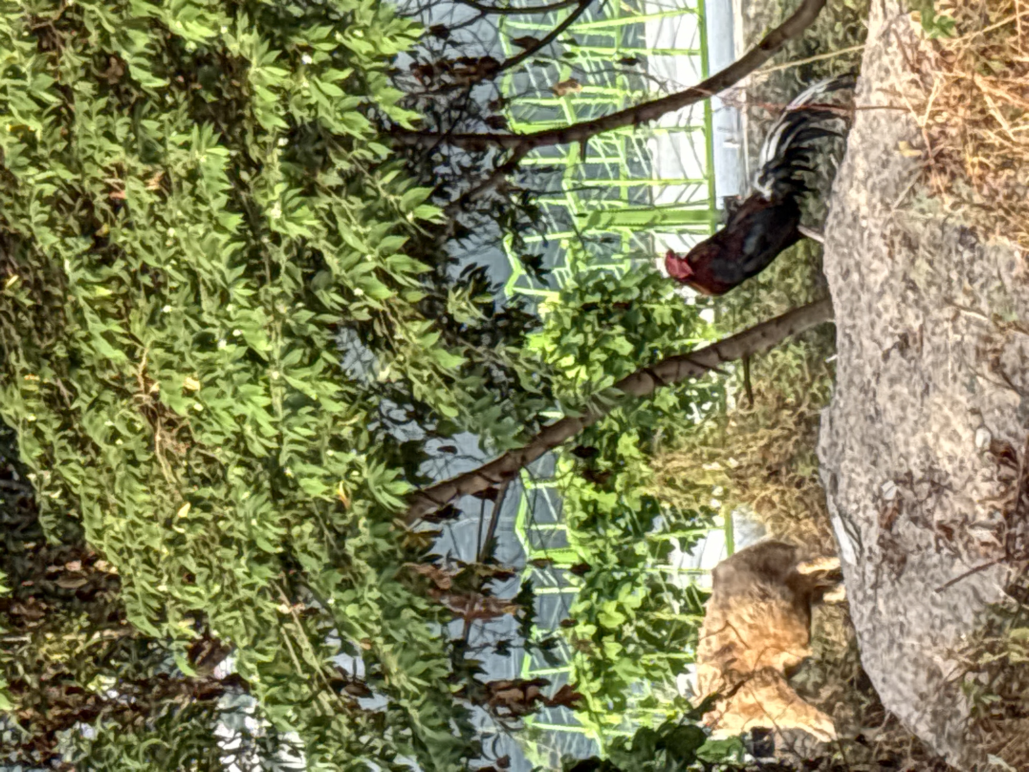 A rooster stands on the right side of the image, partially obscured by a large rock. To the left, foliage from a tree or bush is visible, and in the background, a structure with a grid-like pattern is discernible. The structure's green frame suggests it may be a greenhouse or building with large windows. The location is บ้านบางรักษ์, Thailand.