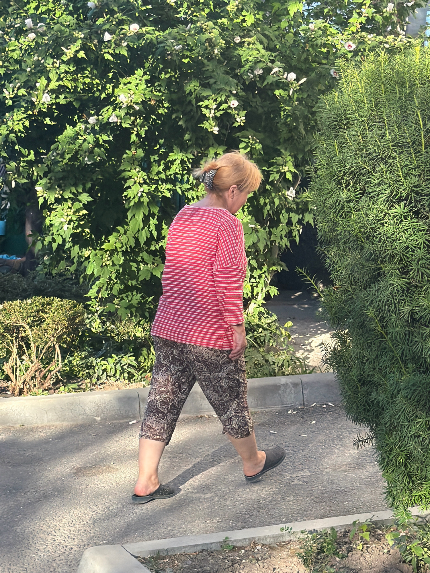 A woman with blonde hair pulled into a bun, wearing a red and white striped shirt and patterned pants, walks on a paved surface bordered by a curb. She is moving from left to right in the frame, with her back mostly to the camera. To her left is a large, leafy green bush with white flowers, and to her right is a tall, dense green evergreen shrub. The ground is asphalt, with some dry grass and dirt visible along the curb. The scene appears to be outdoors, possibly in a park or residential area.