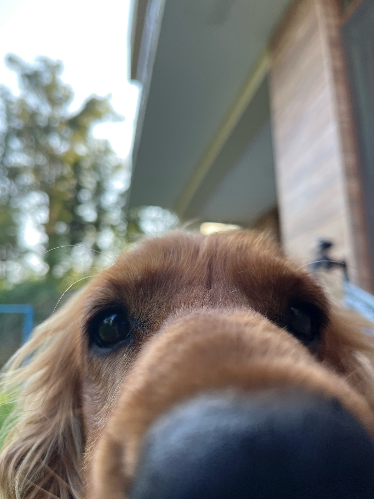 The image is a close-up, low-angle, first-person perspective shot of a dog's face, likely a Cocker Spaniel due to its long, floppy ears. The dog's nose is prominently in the foreground, out of focus, with its eyes and forehead in sharper focus. The dog has dark, expressive eyes and light brown fur. The background is blurred, showing a light-colored building with vertical wooden panels, suggesting an outdoor setting, possibly a home or a covered patio. The overall lighting is natural, indicating it was taken during the day. The image does not provide any specific details or landmarks that can be used to determine a location within the city of Ureki, Georgia.