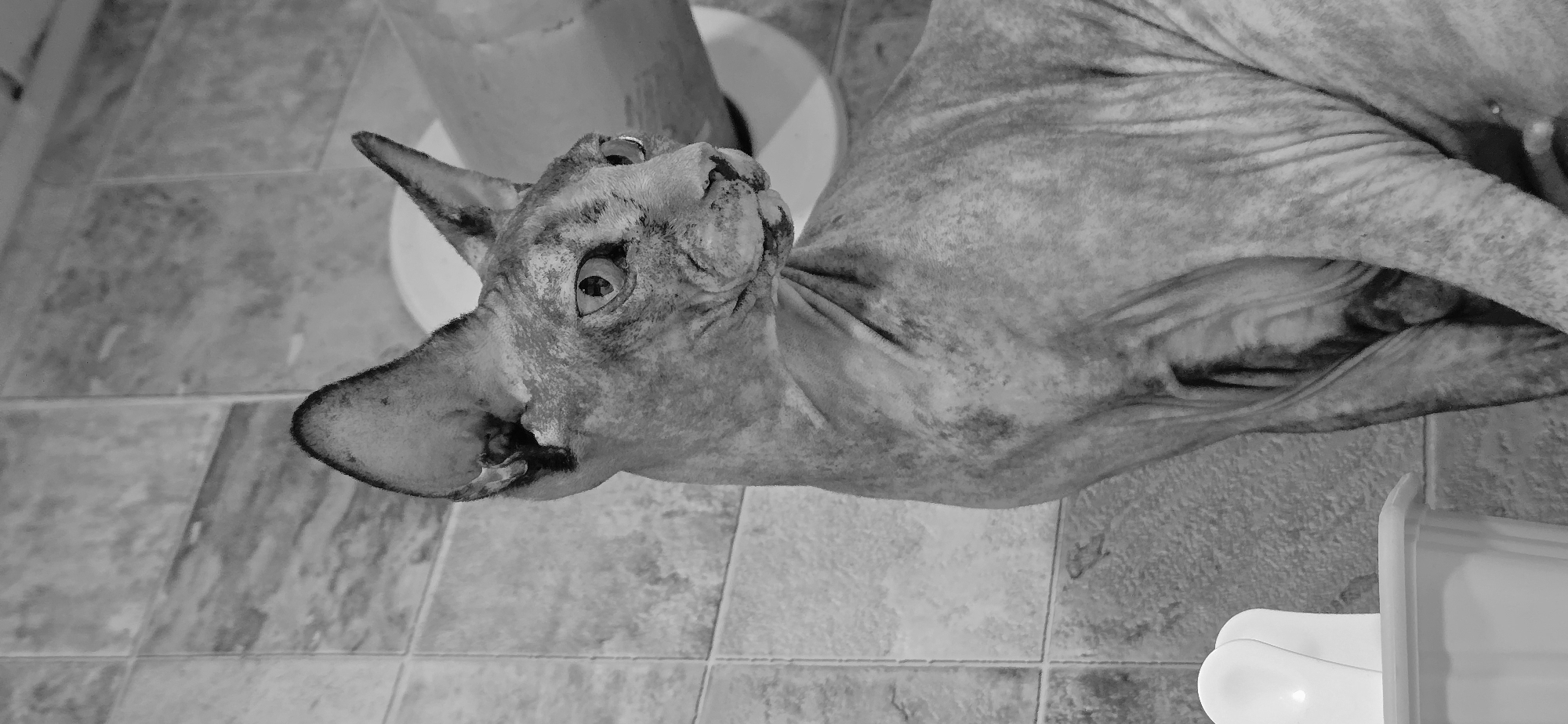 The image, taken in Baku, Azerbaijan, is a black and white, medium shot portrait of a Sphynx cat. The cat is positioned in the center of the frame, looking to the right. Its large ears are prominent, and its wrinkled skin is visible. The background consists of tiled walls and a white cylindrical object, possibly a lamp or a container. The lighting is somewhat dim, creating a dramatic effect on the cat's features.