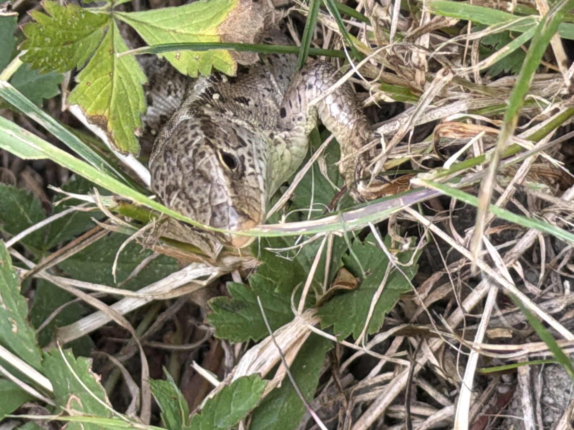 A close-up shot captures a lizard partially hidden amongst dry grass and green leaves. The lizard's head and upper body are visible, with its scales displaying a mottled pattern of brown, gray, and white, offering camouflage against the natural surroundings. Its eye is dark and beady. The surrounding vegetation consists of dry, straw-like grass and some fresh green leaves, suggesting an outdoor environment. The lighting and the dry state of some of the grass indicate it could be a sunny day, potentially in late summer or autumn. The scene appears to be a natural habitat, possibly a field or meadow, given the presence of grass and low-lying plants. There is no discernible text in the image, and no humans or other animals are present. The focus is entirely on the lizard and its immediate environment. The overall impression is one of natural camouflage and a still, quiet moment in nature.