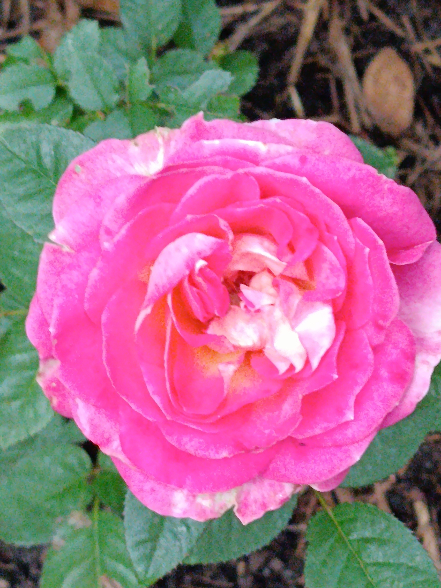 This is a close-up, top-down shot of a vibrant pink rose in bloom. The rose is the primary subject, with its petals unfurling in layers, revealing a lighter, almost white center. The petals have subtle variations in shade, with some areas appearing lighter or having hints of white. Green leaves surround the lower portion of the rose. The background is out of focus and appears to be composed of soil and dried organic matter, possibly mulch or fallen leaves, with a hint of a light brown, oval-shaped object that could be a dried seed pod or debris. The image is taken in natural light, highlighting the textures and colors of the rose. There are no people or animals present in the image. The location in the city of Верея, Russia, is not discernible from the visual information provided in the image.