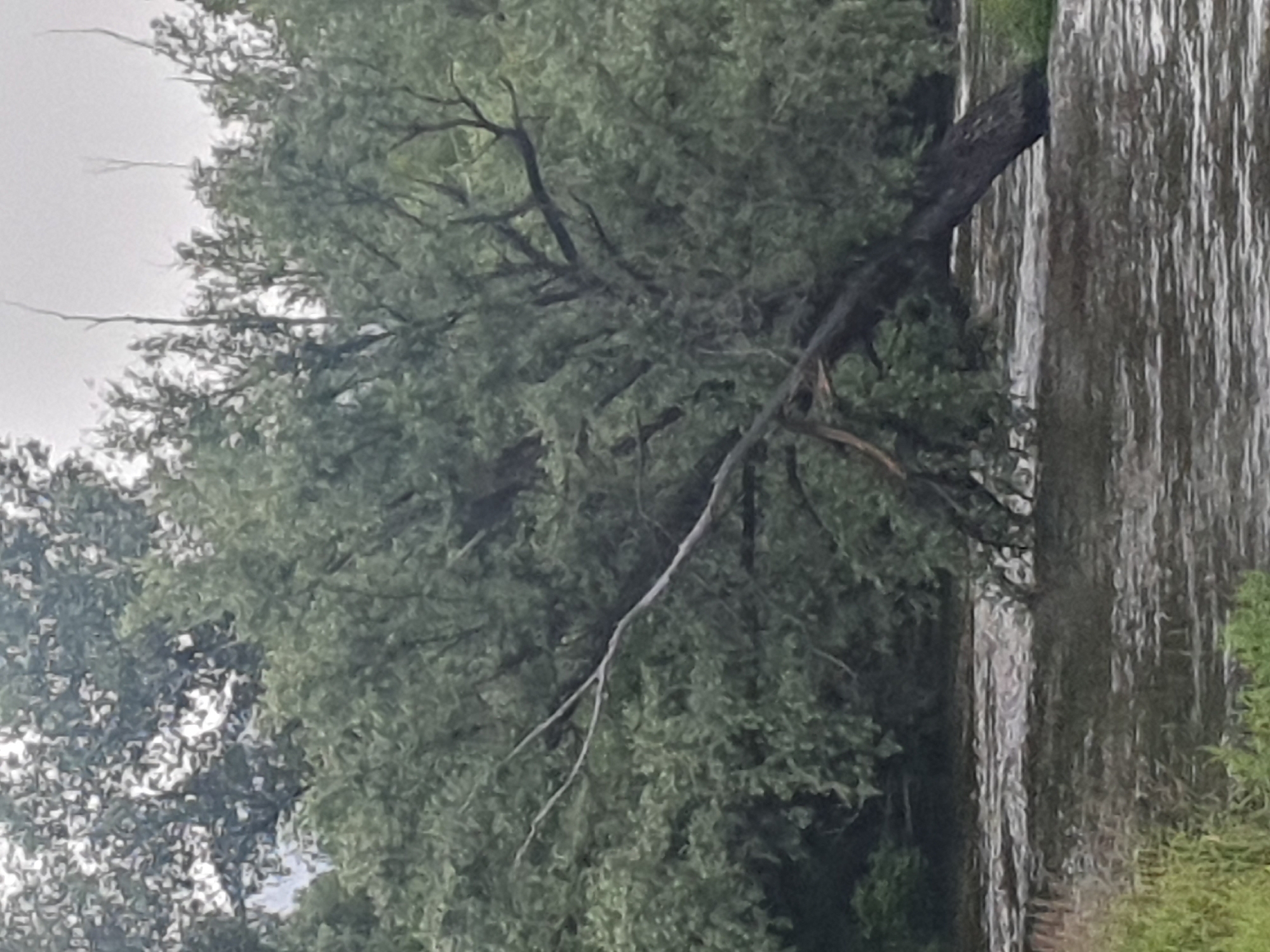 A river flows past a bank lined with lush green trees and vegetation. A large tree, its trunk partially submerged in the water, leans precariously over the river. Its branches are heavy with dense foliage, and a broken limb extends diagonally across the scene. The water appears to be swollen, with visible ripples and currents indicating a strong flow. The sky above is overcast, casting a muted light on the scene. The overall impression is one of a natural, untamed environment. This scene is located in the city of Mukhametovo, Russia.