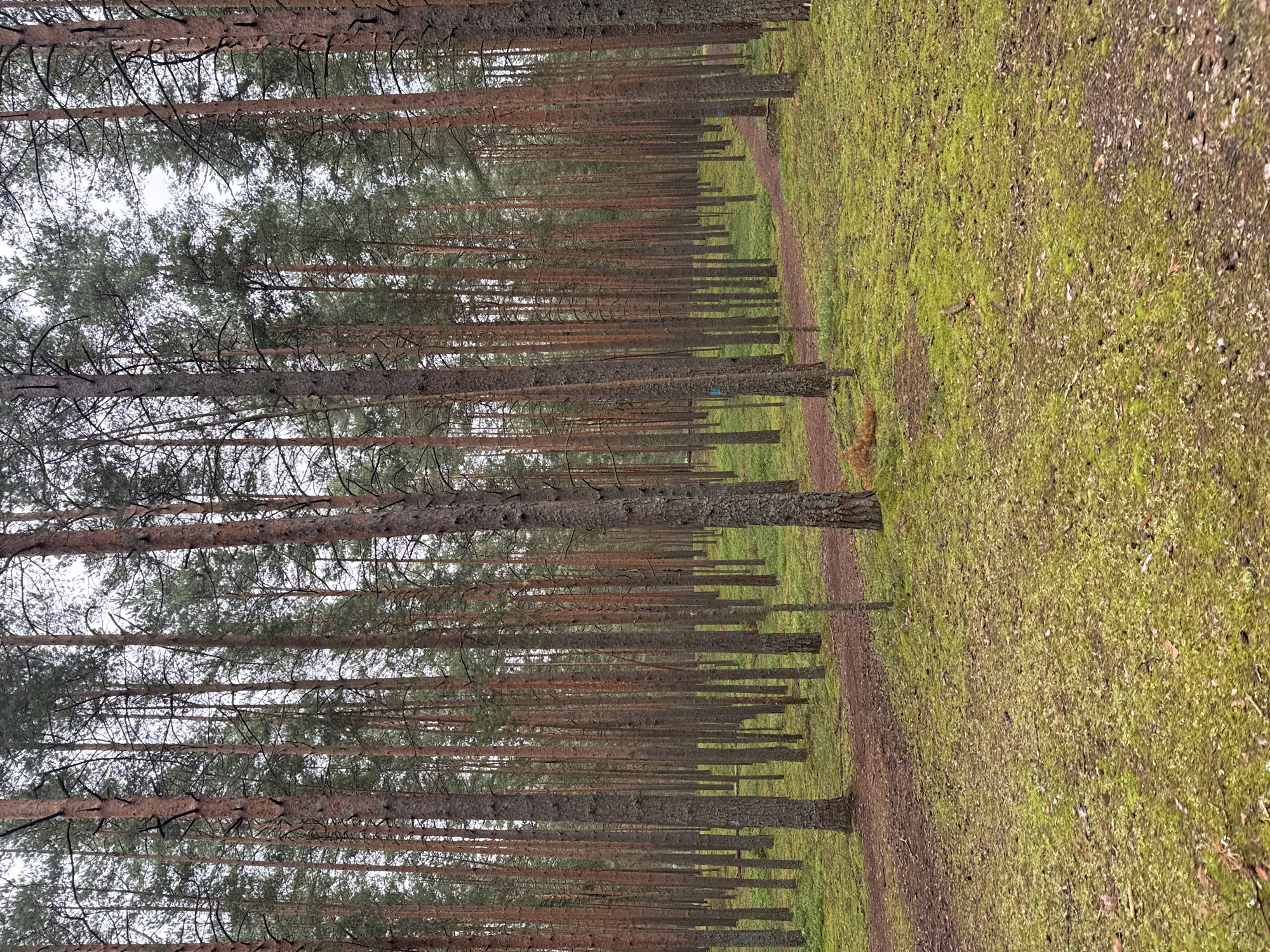 A dense pine forest is depicted, characterized by tall, slender trees with reddish-brown bark and a canopy of green needles. The forest floor is covered in a thick layer of vibrant green moss, interspersed with patches of dry pine needles and small twigs. A narrow, reddish-brown dirt path meanders through the trees, curving to the right and disappearing into the background. The sky overhead is overcast, casting a diffused light over the scene. The overall impression is one of a quiet, natural environment. It is implied that this image was taken in the city of Dubna, Russia.