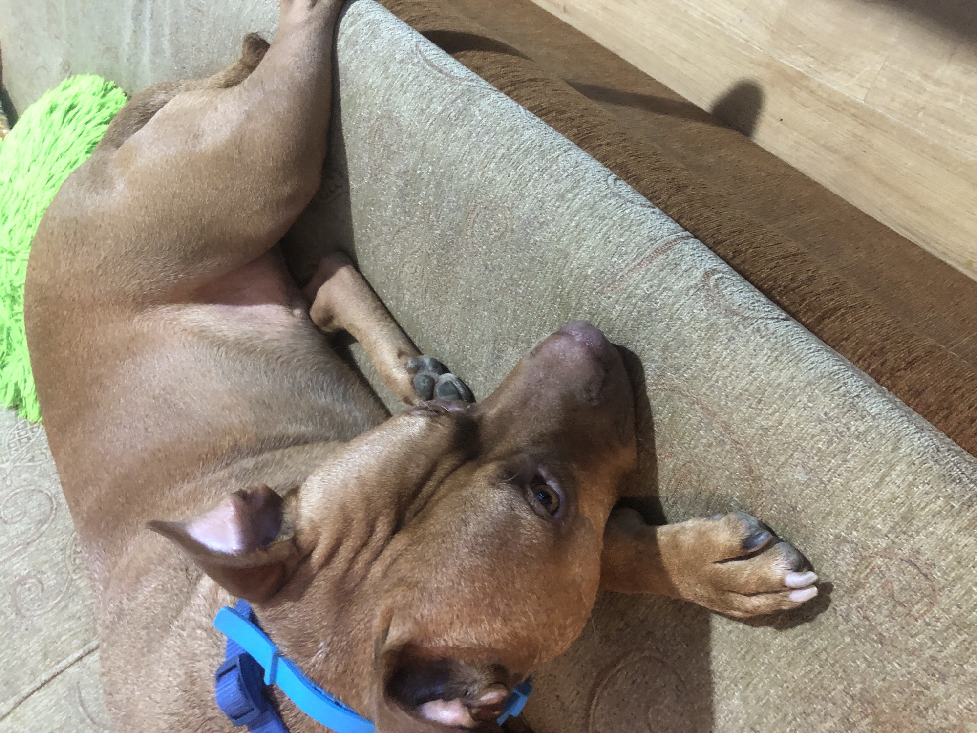 A medium shot captures a brown pit bull lying on a sofa, its head resting on its paws. The dog's eyes are partially closed, suggesting it is resting. A blue collar is visible around its neck. The sofa is covered in a textured, light brown fabric with a subtle pattern. To the upper right of the dog, a portion of a bright green, fluffy object, possibly a cushion or toy, is visible. The lighting suggests an indoor setting. The location is not discernible from the image.