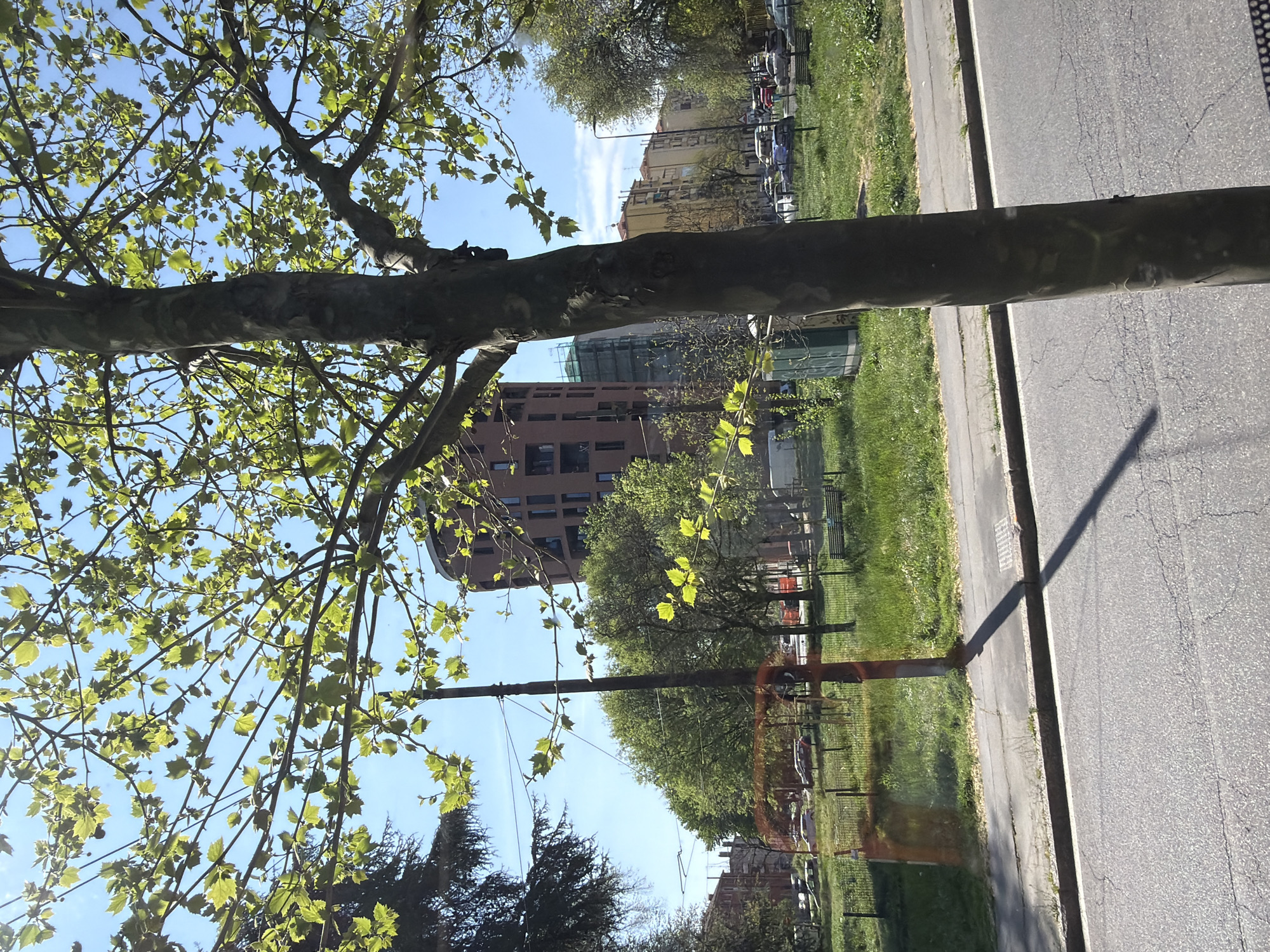 The image presents a street scene in Milan, Italy, centered on a tree with young leaves. The tree's trunk stands prominently beside a paved road. The road is bordered by a grassy area with other trees and greenery. In the background, buildings typical of an urban environment are visible. A portion of an orange construction barrier can be seen. Cars are parked along a road further back. The sky is bright blue with some clouds. The overall impression is a sunny day in an urban park setting.