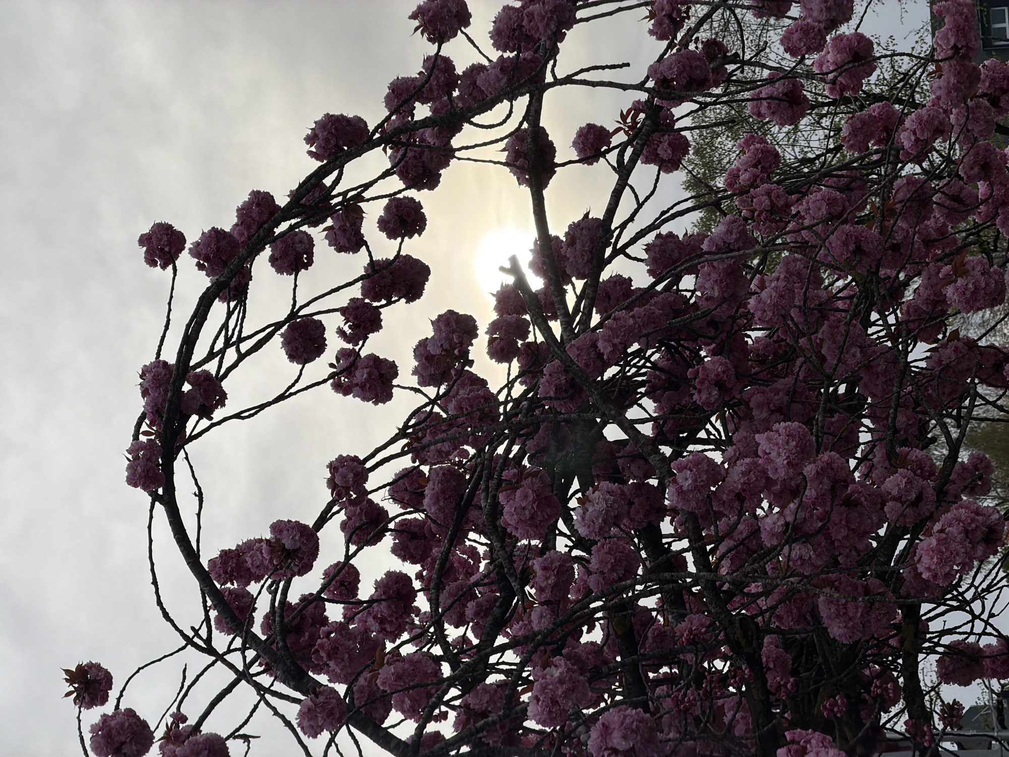 The image depicts a close-up view of a tree with vibrant pink blossoms, likely a cherry blossom or similar flowering tree. The tree branches are silhouetted against a bright, overcast sky, with the sun partially obscured by the foliage. The location is likely Esch-sur-Alzette, Luxembourg, based on the prompt. No people are visible in the frame. The environment appears to be an urban area, with a building visible in the upper right corner. The tree is the primary subject, and its blossoms are the focal point of the image.