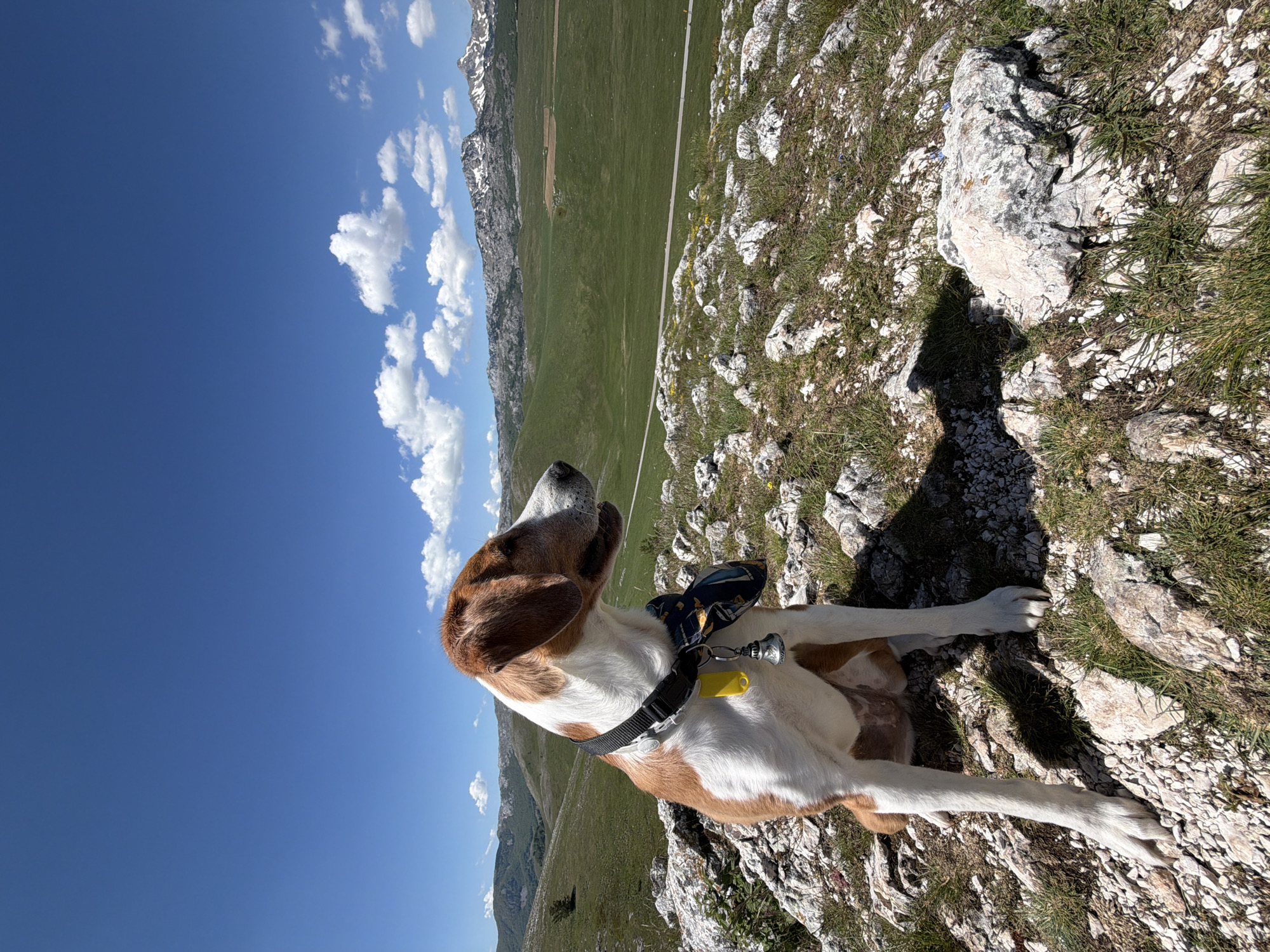A medium shot captures a dog lying on a rocky, grassy terrain, against a mountainous backdrop under a blue sky with scattered clouds. The dog, predominantly white with brown patches on its head and body, wears a black collar with a visible tag and what appears to be an electronic device attached. The landscape behind the dog includes a wide, green plain with a road running through it, flanked by rocky mountains under a bright sky. The location is Pašina voda, Montenegro.