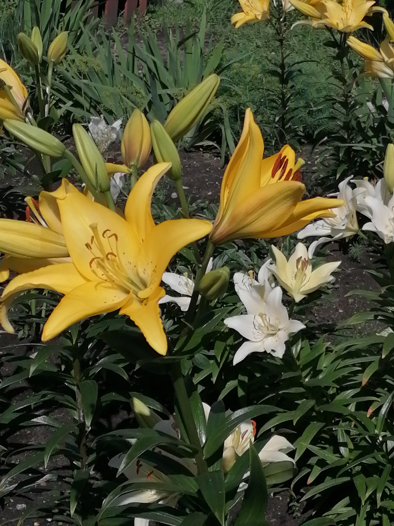 A close-up, high-angle shot captures a garden bed filled with blooming lilies and lily buds. The foreground is dominated by vibrant yellow lilies, with large, trumpet-shaped petals unfurling. One prominent yellow lily in the center is in full bloom, its stamens and pistil clearly visible, tinged with red-brown speckles. To the right, several white lilies are also in bloom, their petals delicate and slightly translucent. The background consists of lush green foliage and the darker soil of the garden bed. The overall impression is a bright, sunny day with the flowers in peak bloom. No specific landmarks indicating the city of Shadrinsk, Russia are visible in the image.
