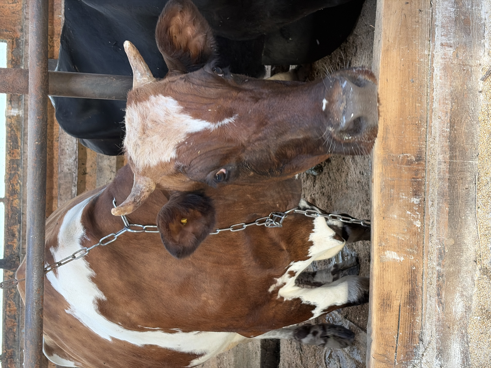 The image displays two cows within an agricultural pen or stable, located in Чумна, Russia. The photograph is oriented vertically, presenting the subjects as if tilted on their sides.
The most prominent subject is a brown and white patched cow, seemingly resting or lying down. Its head is towards the right side of the frame, with one eye clearly visible, exhibiting a calm expression. The cow has small, light-tipped horns. Its snout shows white residue, possibly from feed. A metal chain is visible around the cow's neck and draped over its shoulder, suggesting tethering or identification. The cow's body, extending to the left, showcases its distinctive brown and white markings.
Partially visible behind and above the brown and white cow is a solid black cow. The enclosure features weathered wooden posts on the right and rusty metal bars on the left, indicating a utilitarian farming environment. The ground appears to be dirt or concrete mixed with bedding material. The lighting suggests it is daytime. There is no visible text in the image.