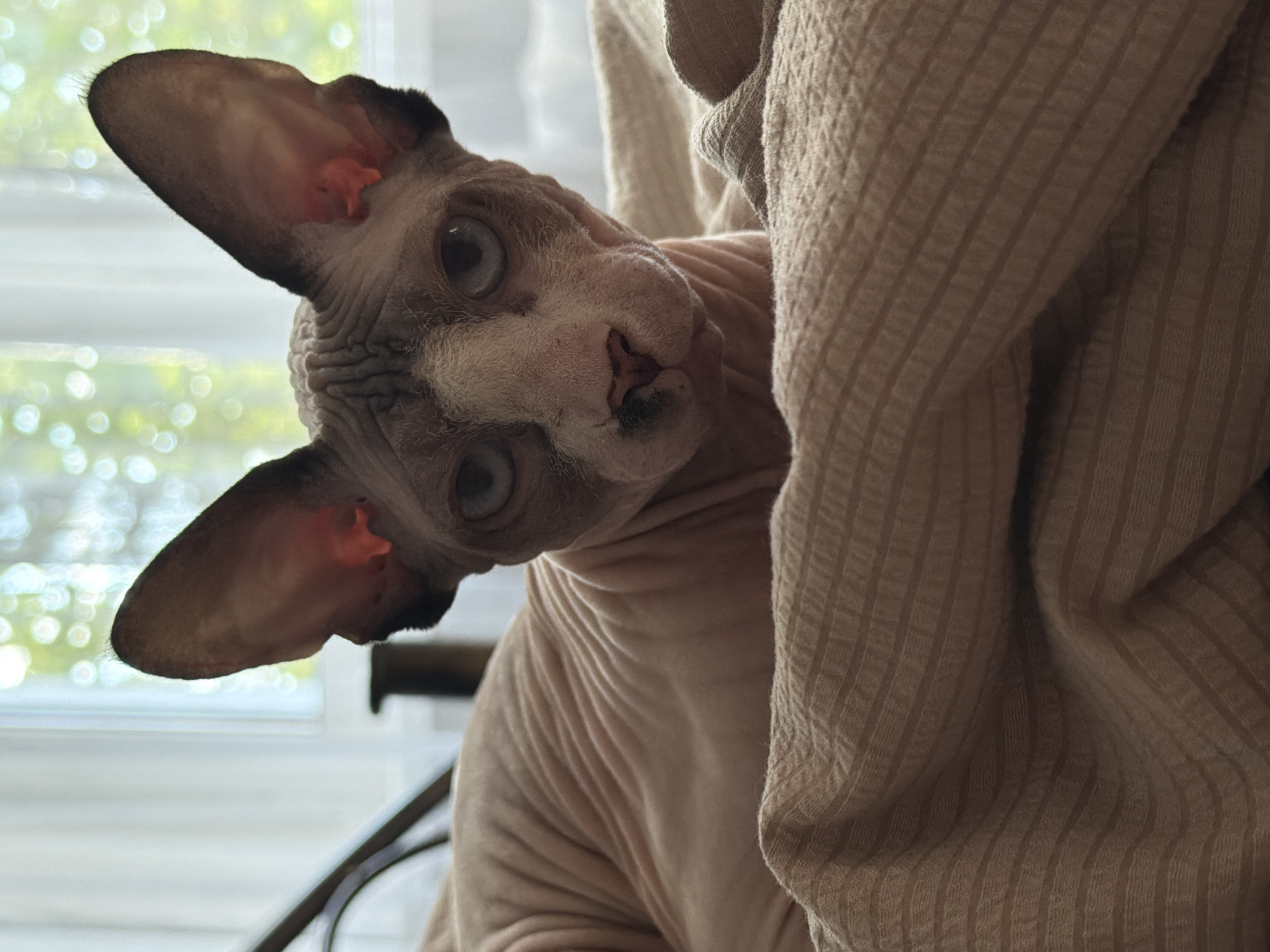 The image is a close-up, angled shot of a hairless cat, likely a Sphynx, resting on a textured, beige blanket. The cat's skin is a pale pink with some grey markings on its head and ears. Its large, expressive eyes are a pale blue-grey, and its ears are prominent and held upright. The cat is looking directly at the camera with a slightly curious or inquisitive expression.
The background is blurred, but it appears to be an indoor setting with a window that lets in soft, diffused light. Out-of-focus green and white circles, possibly bokeh from trees or foliage outside, are visible through the window, suggesting it might be daytime. A portion of a metal chair or stand is visible in the lower left of the frame. The blanket it is resting on has a waffle-like texture and is draped around the cat, partially obscuring its body. The lighting is soft, creating a warm and intimate atmosphere. There is no visible text in the image.