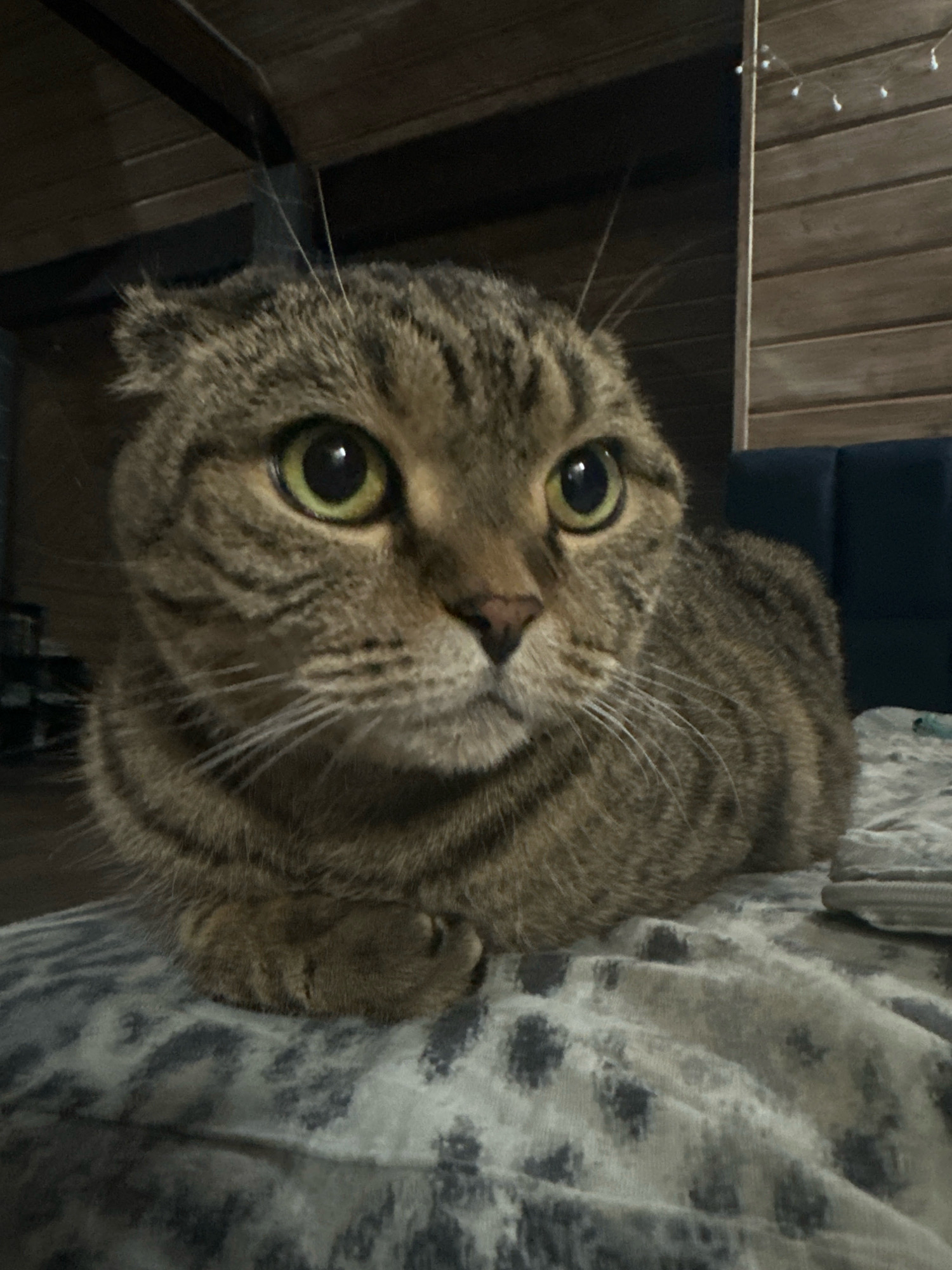 The image shows a close-up of a tabby cat with green eyes, its ears folded down. The cat is lying on a patterned blanket, with its front paws tucked beneath its body. In the background, wooden walls and ceiling beams are visible, along with a string of small lights. A dark blue upholstered headboard is partially visible on the right side of the frame. The overall scene appears to be indoors, possibly in a bedroom or living area. There is no information in the image to suggest a location in the city of Ozerki, Russia.