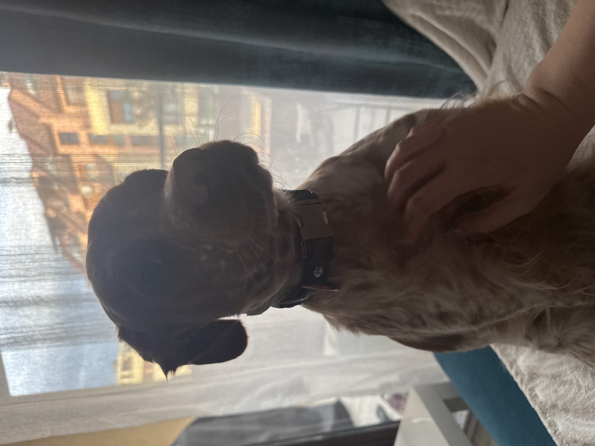 A medium-sized dog is being petted by a person. The dog has white and brown fur and is wearing a black collar. A window is in the background. Outside the window, there is a building. I do not have enough information to determine the location in Sofia, Bulgaria.