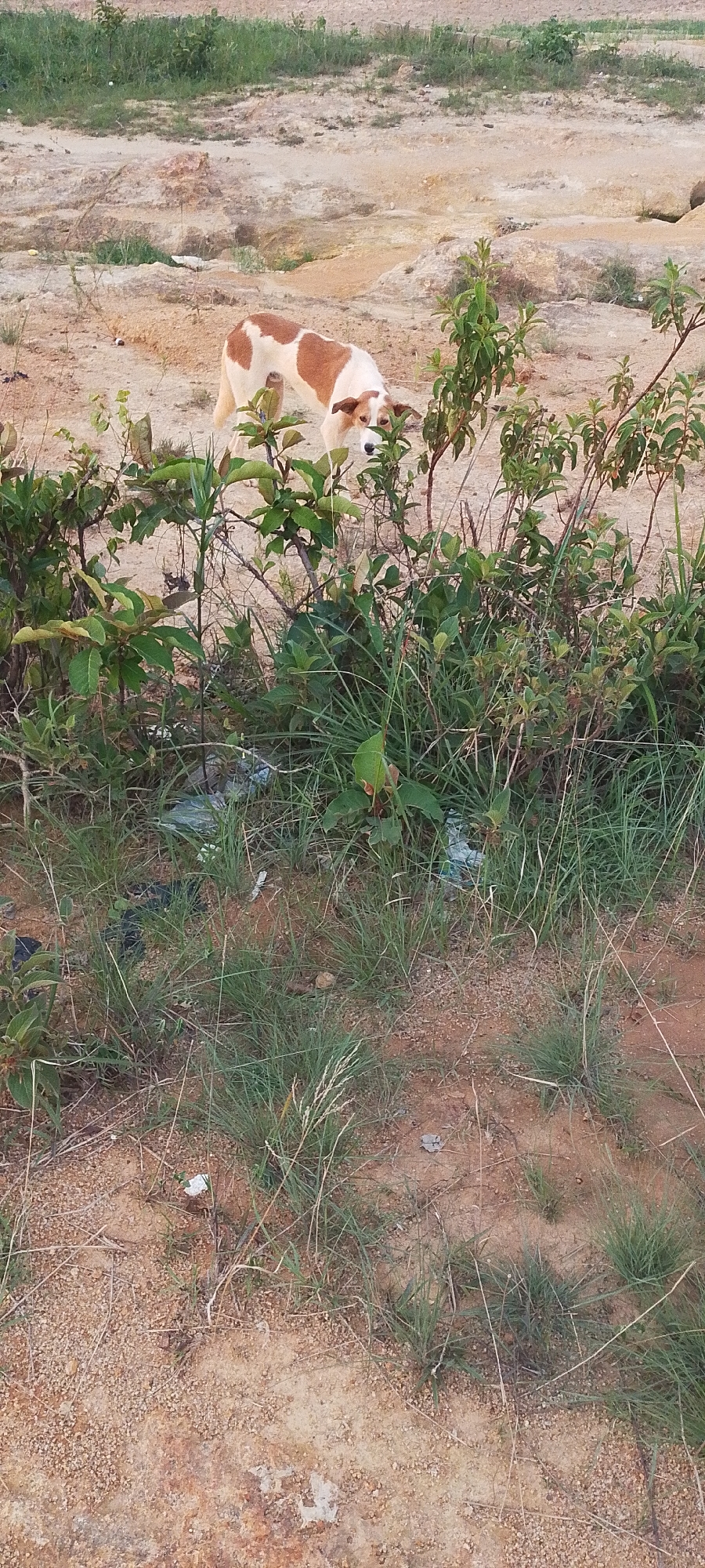 A medium-sized dog with white and brown patches stands in a dirt and grassy area. The dog is facing forward with its head slightly lowered, appearing to be sniffing the ground. It is positioned behind a cluster of green leafy plants and tall grass. The background consists of uneven terrain with patches of dirt, rocks, and sparse vegetation. Some white plastic debris is visible among the grass and plants. The lighting suggests an outdoor setting during the daytime.