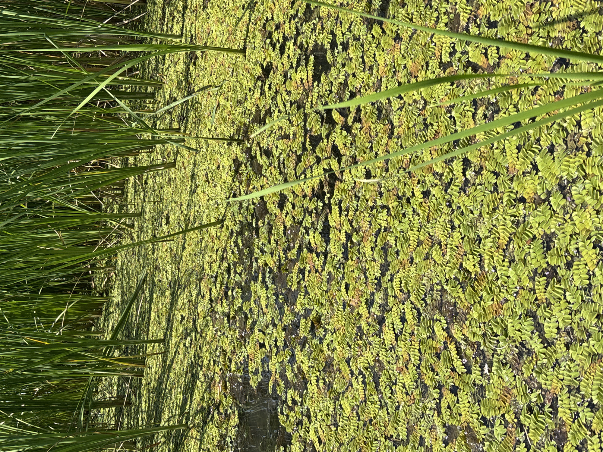 The image depicts a dense mat of small, bright green aquatic plants covering the surface of dark water. Tall, green reedy plants grow vertically from the water, casting shadows on the covered surface. The scene appears to be a natural body of water, likely a pond or slow-moving stream, filled with abundant vegetation. The lighting suggests a bright, sunny day. No people or animals are visible in the frame. The location of Arkhipovskoye, Russia is not discernible from the image itself.