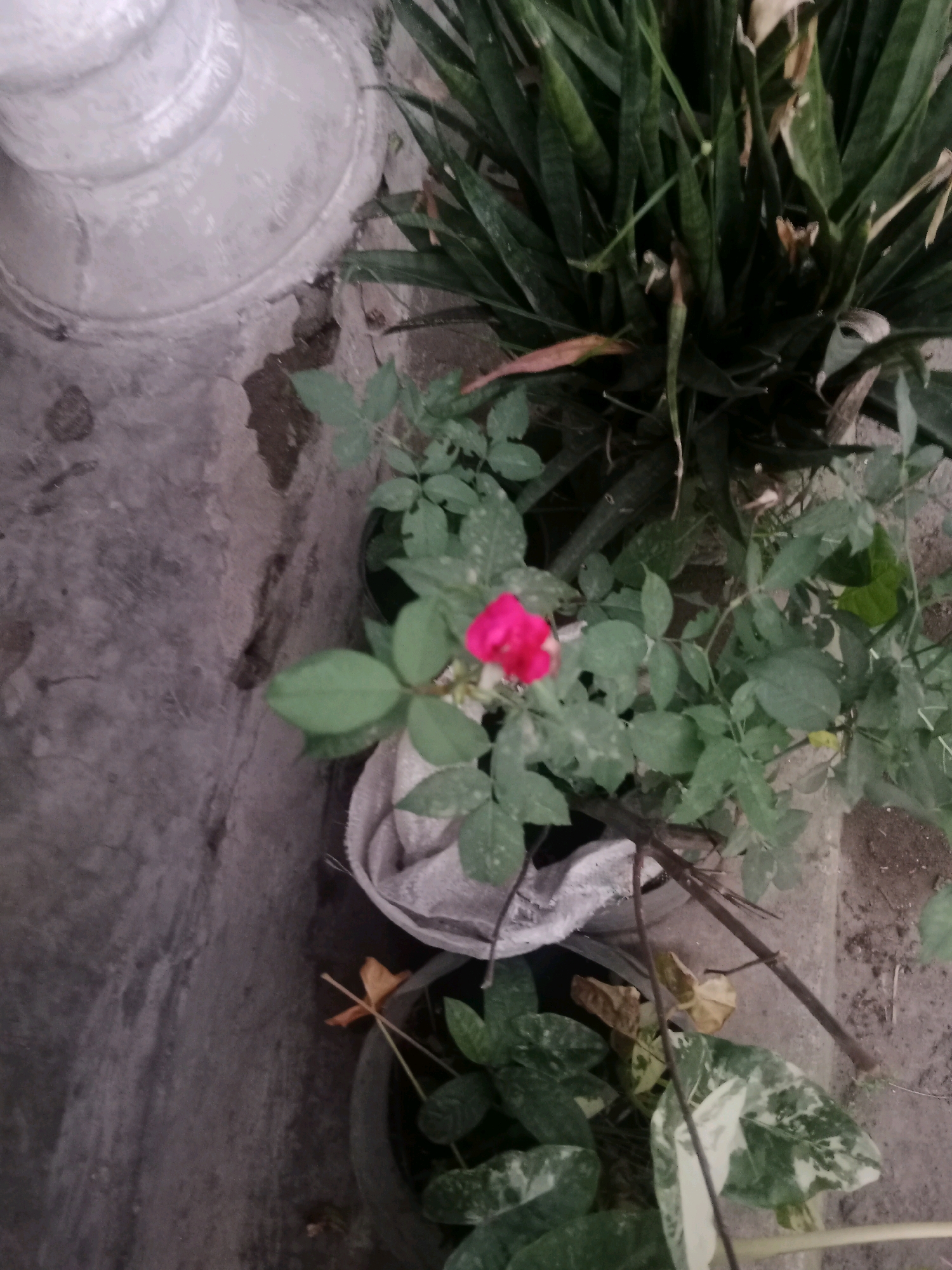 A single bright pink rosebud is in focus in the foreground, with lush green foliage surrounding it. Behind the rose, a cluster of snake plants with dark green, sword-like leaves dominates the middle ground. To the left, a textured, light gray concrete surface, possibly a wall or pillar, takes up the left third of the image. The ground is covered with similar gray concrete and some loose soil. The scene appears to be an outdoor garden setting, with various plants in pots, suggesting a residential or public garden space. The lighting suggests it is daytime.