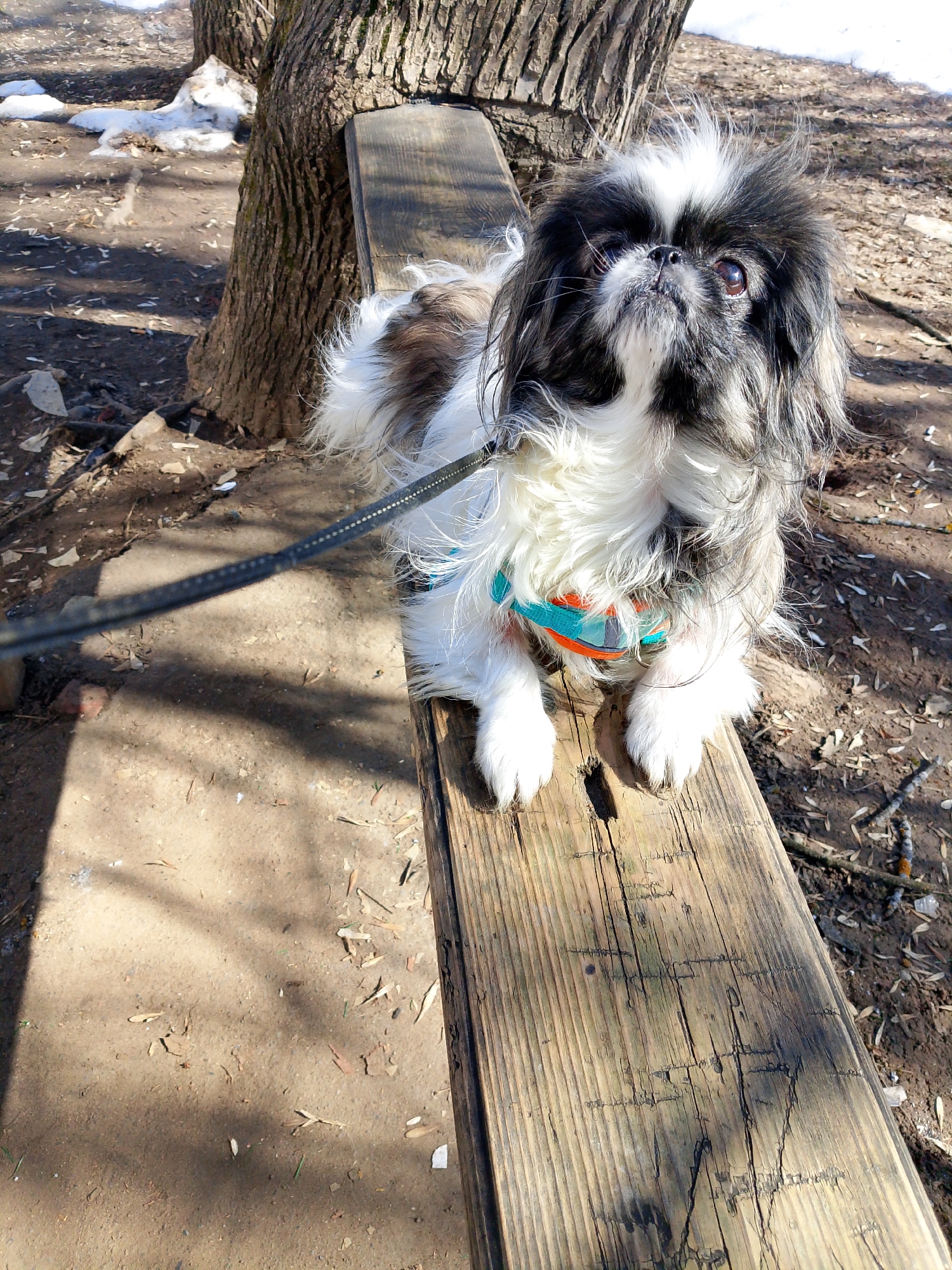 A small, long-haired dog, resembling a Japanese Chin, with a black, white, and gray coat, is positioned on a weathered wooden plank. The dog wears a multi-colored harness featuring teal, orange, and gray patterns, from which a dark leash extends out of frame to the left. Its head is slightly turned to the right and tilted upward, revealing dark eyes and a distinct white blaze on its forehead. The wooden plank shows significant wear, with prominent grain and dark markings, including a "W"-like carving on its surface.
The environment is an outdoor area, likely a park or unpaved space. The ground surrounding the plank is composed of loose dirt, strewn with dry leaves, small twigs, and scattered debris. In the mid-ground and background, two tree trunks with rough bark are visible. Patches of melting snow are present on the ground, indicating a late winter or early spring setting. Strong sunlight illuminates the scene, casting sharp shadows on the ground and the wooden plank. The specific location within Izhevsk, Russia, cannot be determined from the visual evidence provided.