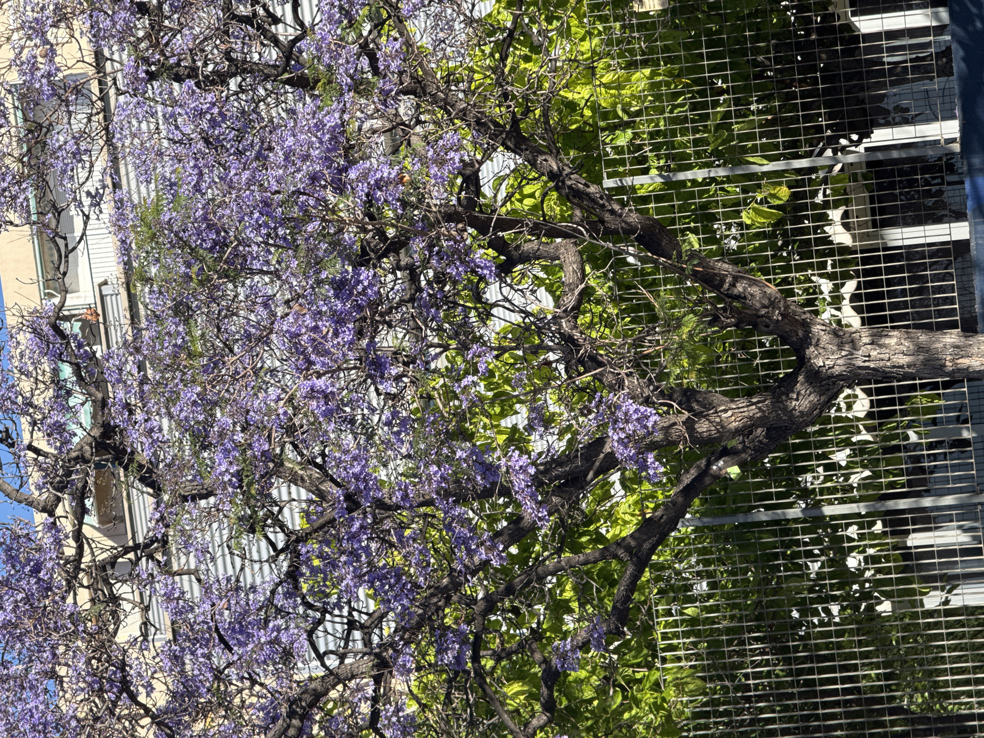 The image shows a Jacaranda tree with purple flowers in bloom, situated near buildings. The tree's branches extend across the frame, with some portions growing near and around a wire fence behind which green foliage is visible. A beige building with white window frames is partially visible on the left side. The sky appears to be a light blue.