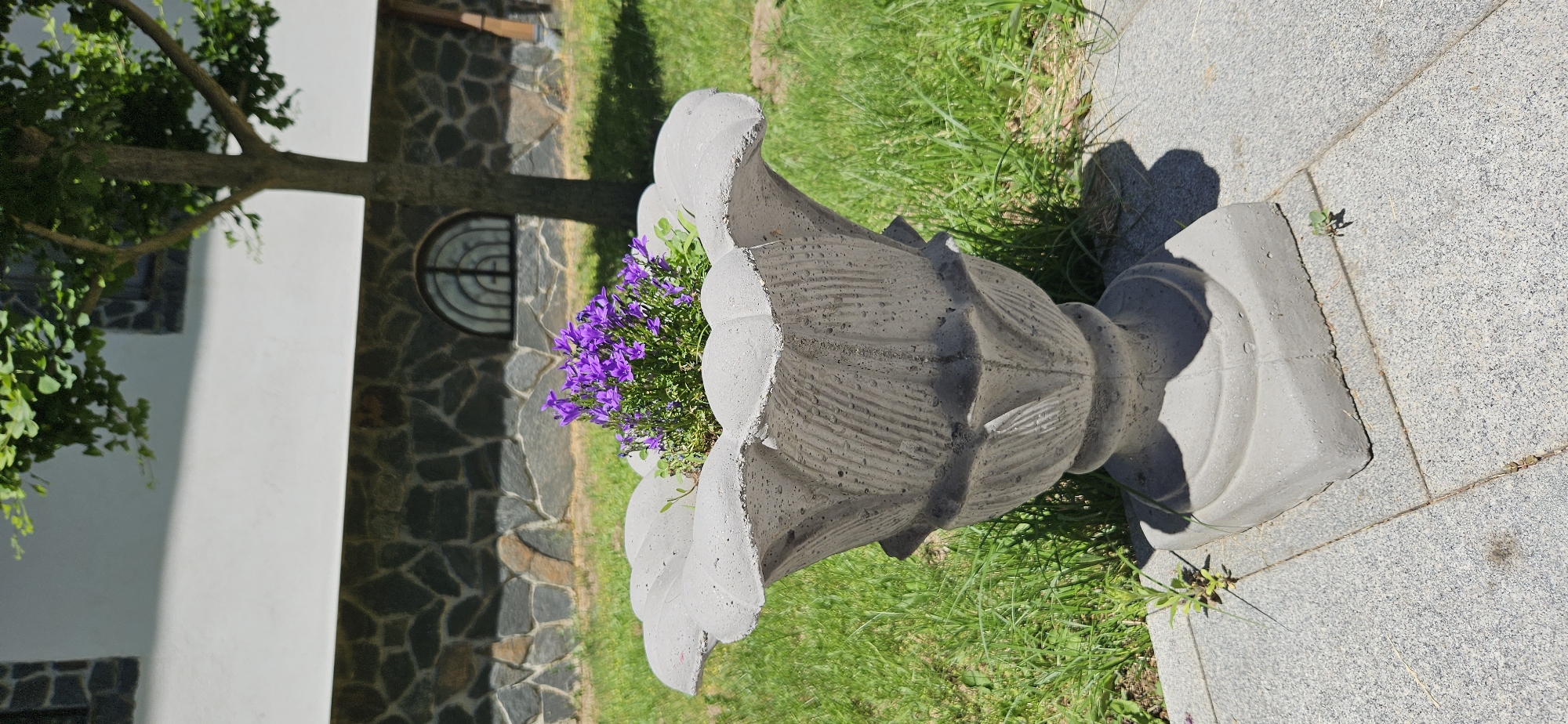 An outdoor, eye-level, medium shot depicts a grey concrete planter with a fluted design, holding a cluster of small purple flowers. The planter sits on a granite tile pathway in front of a building with a white facade and a lower section of dark, irregular stone masonry. A tree with green leaves is visible to the right of the planter, casting a shadow on the ground. The background is filled with green grass and the building wall. The scene appears to be in Ovchartsi, Bulgaria.