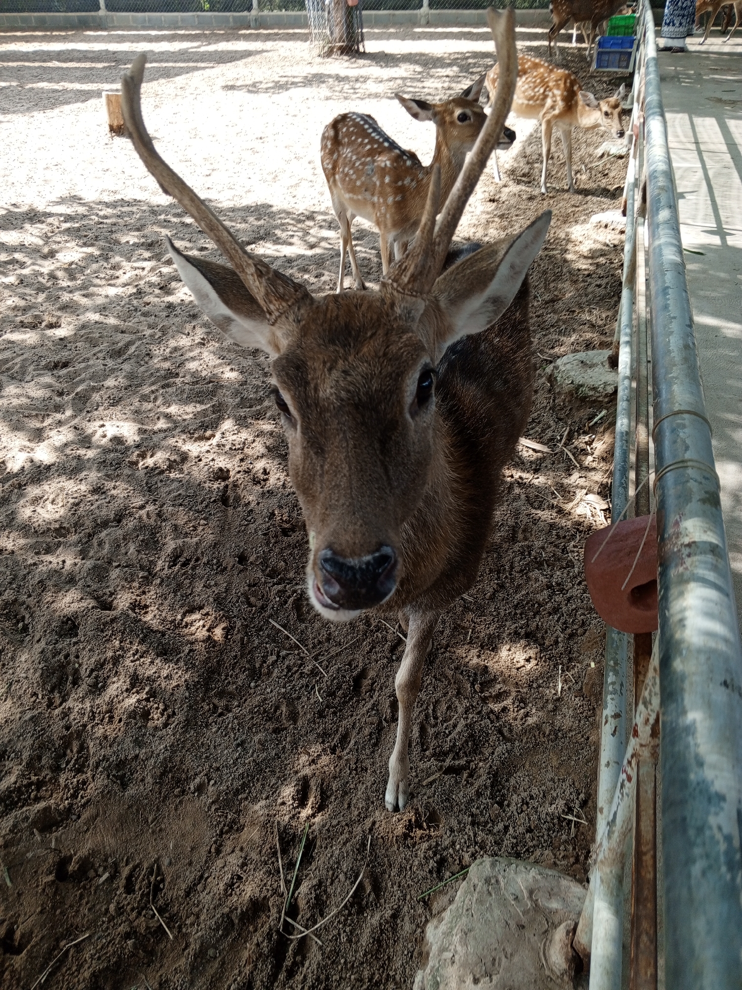 A close-up, eye-level shot captures a brown deer with large antlers standing on sandy ground. The deer faces the camera, its head tilted slightly. In the background, other spotted deer are visible, some appearing to be young. A metal fence runs along the right side of the frame, with a reddish-brown salt lick attached. The ground is covered in loose, dark brown sand with scattered dry grass and shadows cast by unseen trees. The scene appears to be an enclosure, possibly a zoo or wildlife park, located in Phước Hải, Vietnam.