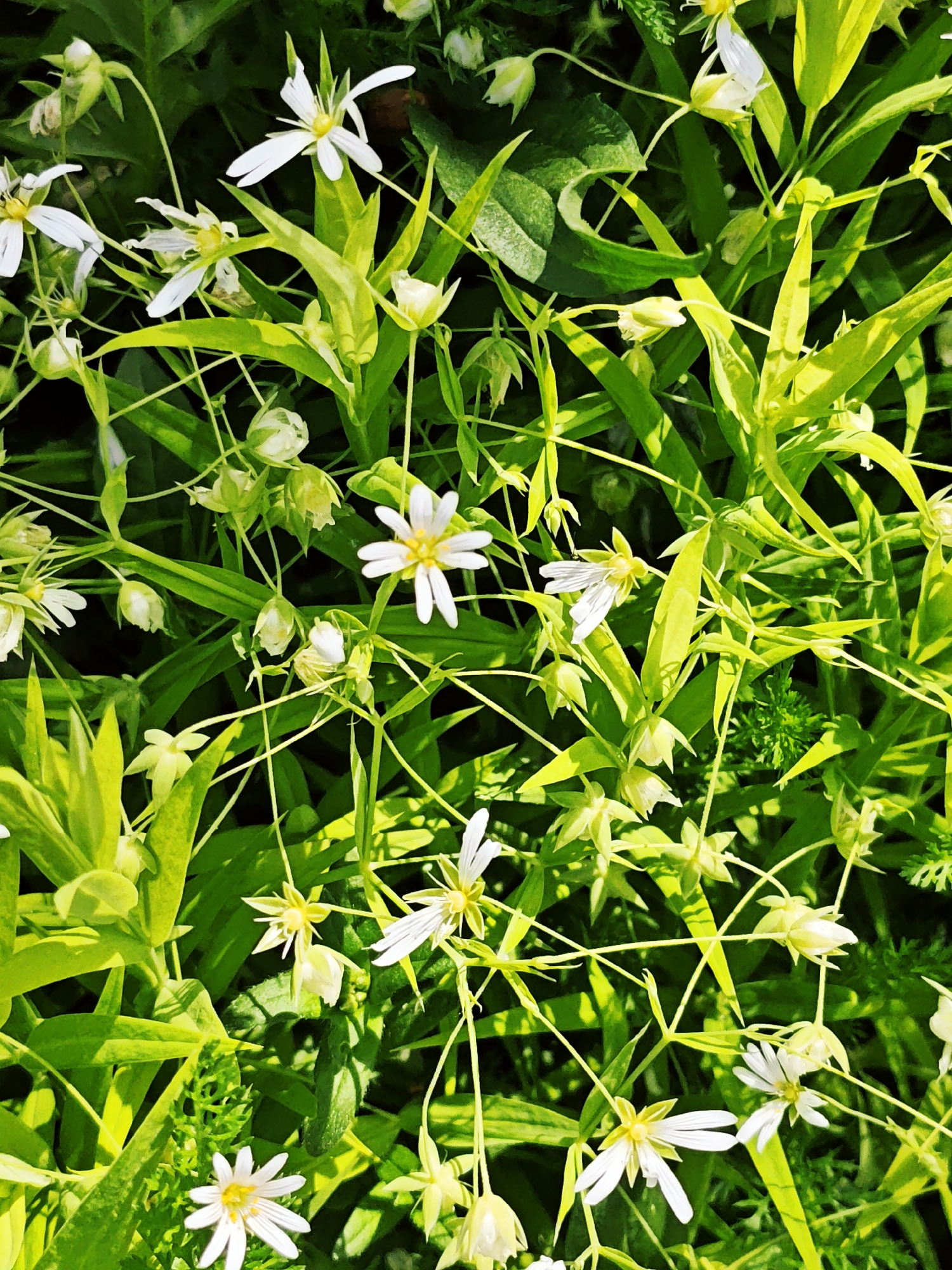 The image captures a dense patch of blooming wildflowers in the city of Боровково, Russia. The dominant colors are bright green and white. The white flowers, likely of the Stellaria genus, are scattered throughout the scene, interspersed amongst an abundance of green foliage. The leaves of the plants vary in shape, some being long and slender, others broader and more rounded. There is no indication of human presence. The image suggests a natural, undisturbed setting.