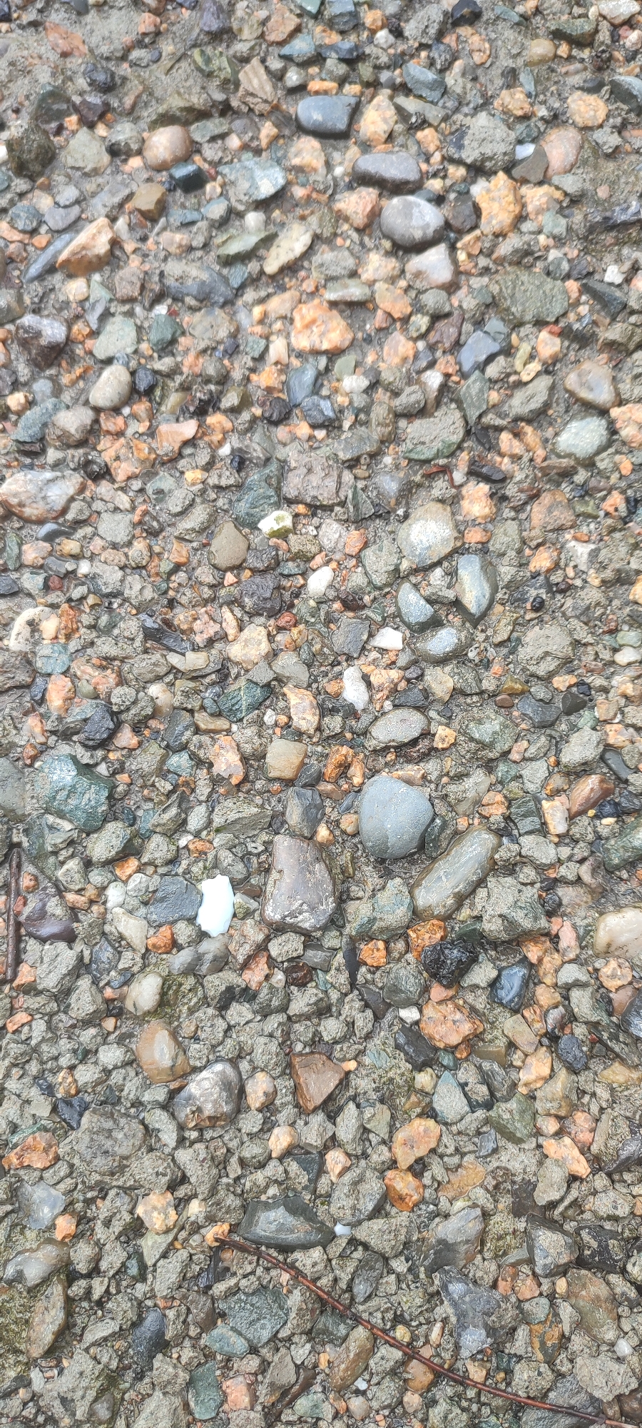 The image shows a close-up, overhead view of a gravel surface. The gravel consists of a mixture of small to medium-sized stones, predominantly in shades of gray, brown, and orange, with some darker black and lighter white or pale green stones interspersed. The stones appear wet, suggesting recent rain or proximity to water. The gravel is embedded in a grayish, sandy matrix. Several pebbles are smooth and rounded, while others are angular and fractured. A thin, reddish-brown twig lies diagonally across the lower half of the image. The scene is devoid of any human presence or activity. The environment depicted is a natural ground surface, common in outdoor settings such as pathways, driveways, or natural terrain. There is no specific visual information within the image to ascertain its location within Novoaltaysk, Russia, or any other specific geographic location.