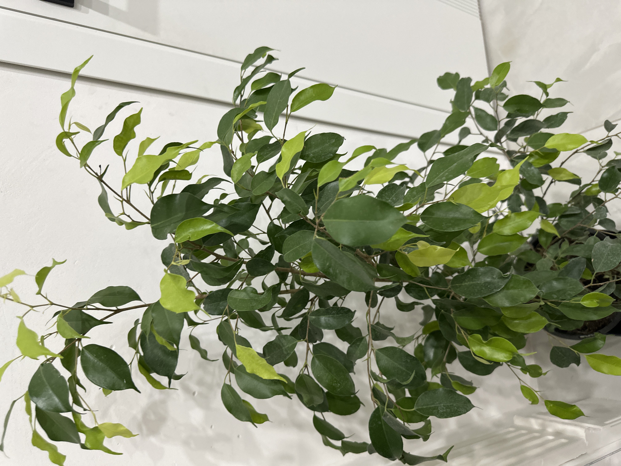 A close-up, overhead shot depicts a lush green plant with light green new growth, situated against a white wall in Unknown, Unknown. The plant's leaves are smooth and oval-shaped, some appearing darker green and others a brighter, yellowish-green, suggesting new growth or variations in lighting. The plant appears to be in a pot or container, though the container itself is not fully visible. The backdrop is a simple white wall, with what appears to be a white shelf or surface beneath the plant. The overall environment suggests an indoor setting, possibly a home or office space.