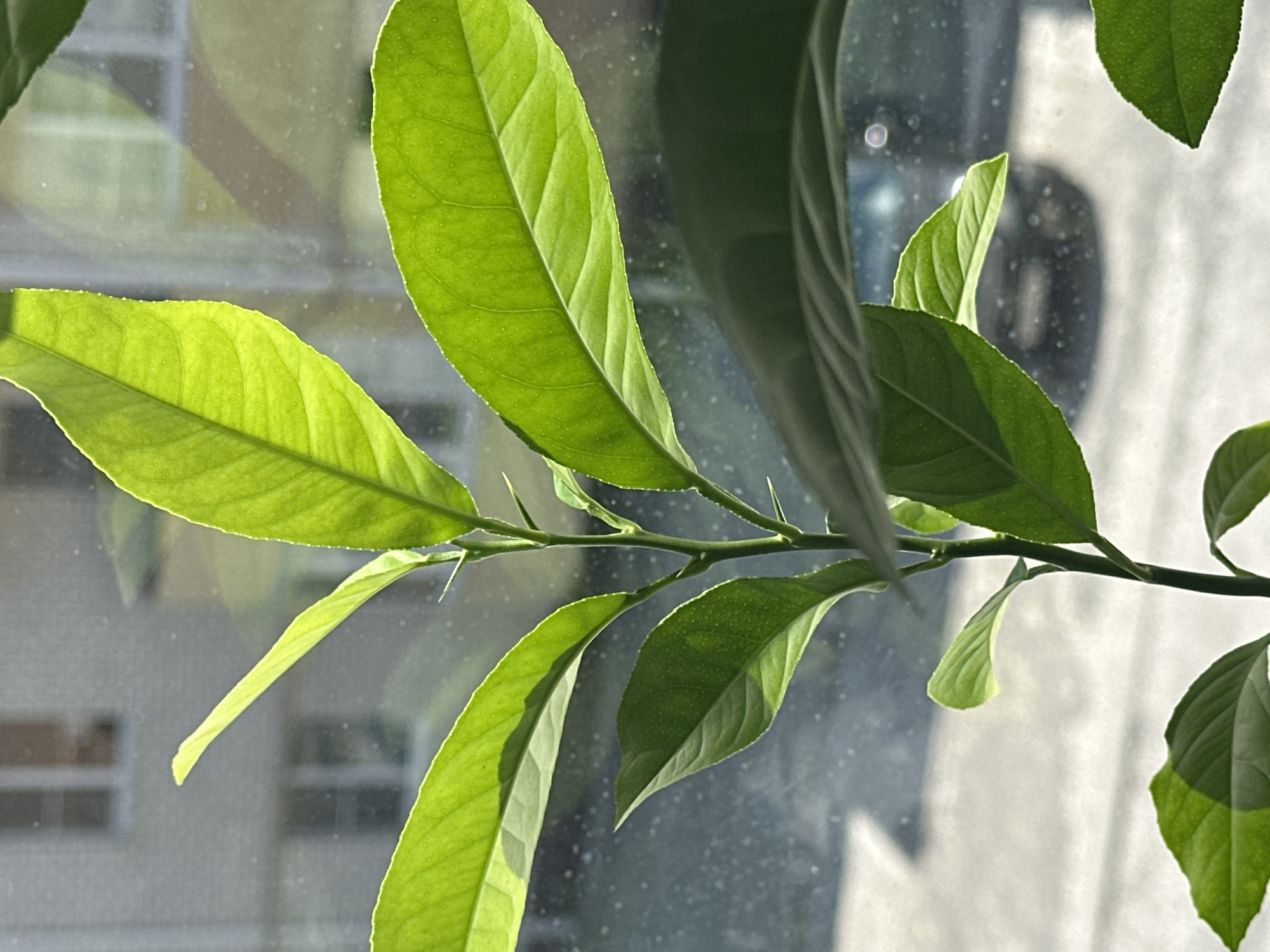 The image is a close-up, vertical, eye-level shot of a young citrus plant's stem and leaves, bathed in bright sunlight that creates strong highlights and shadows. The plant is positioned in front of a window, which is slightly dirty with visible specks. Through the window, a blurry urban background is visible, showing parts of a building with windows and some indistinct vehicles and pavement. The leaves are a vibrant green, with some curled and others flat, showcasing their textured surfaces. Small, sharp thorns are present along the stem. The overall lighting suggests it is daytime, likely a sunny afternoon. The location is identified as Nevinnomyssk, Russia, though no specific landmarks are discernible in the image to confirm this. There are no people, animals, or discernible actions taking place within the frame.