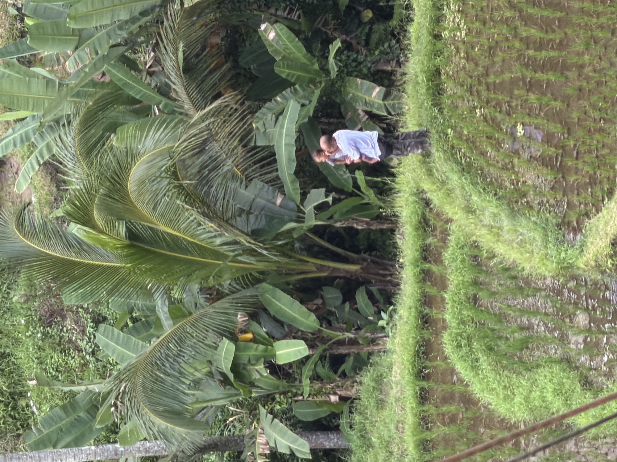 The image shows a landscape, seemingly a rice paddy or terrace, in an area with lush tropical vegetation. A man is seen holding a young child. The location is likely in Unknown, Indonesia, given the presence of rice paddies and tropical flora. The composition includes palm trees and banana plants on the left, and a rice paddy on the right, which is divided into stepped levels covered with water and young rice plants. A man and child are visible in the center of the image.