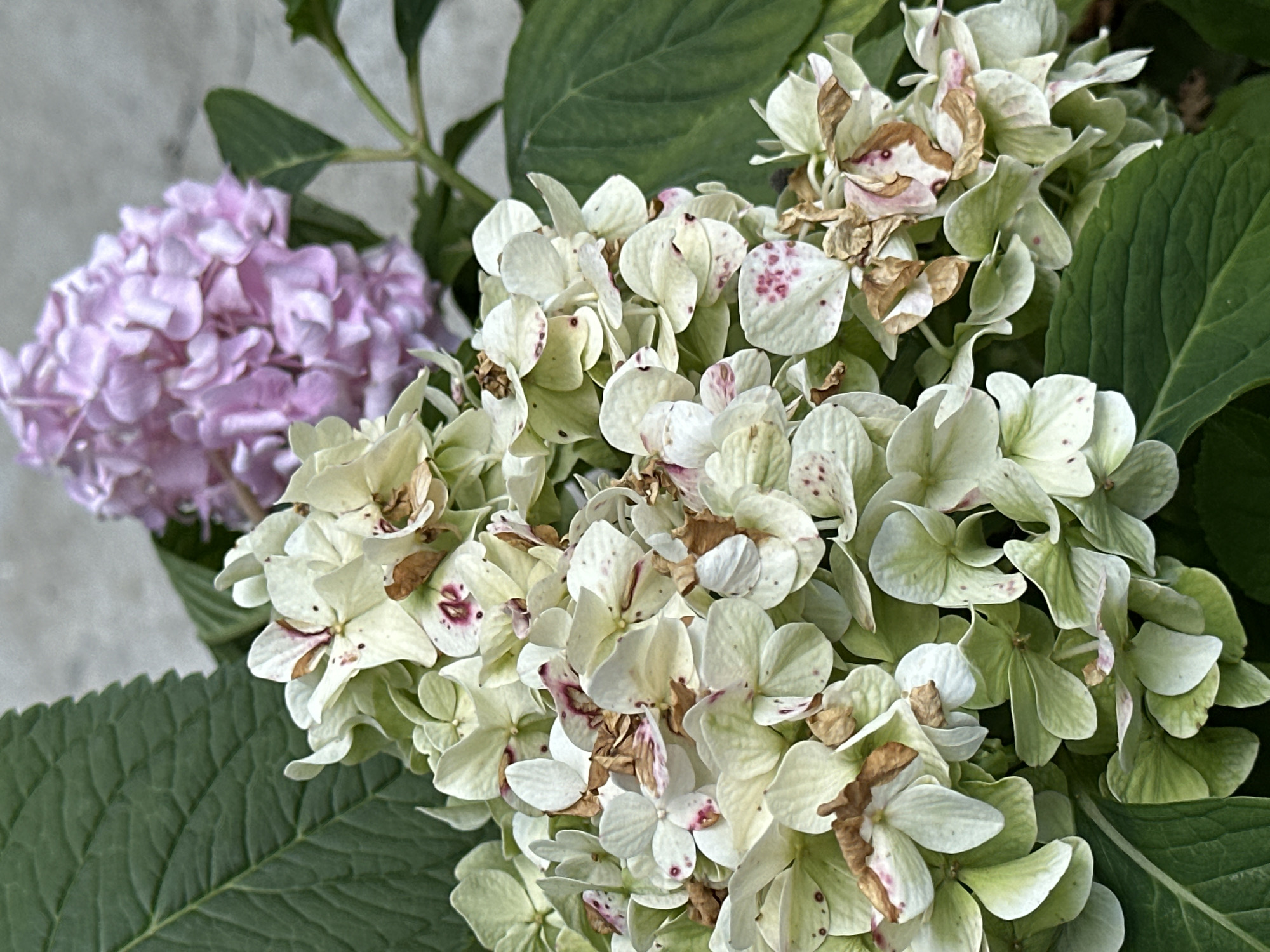 The image shows a close-up of hydrangeas with white and light green petals, some showing signs of drying and brown spots. There is a blurry pink hydrangea in the background. The foliage is a deep green. The image appears to be taken outdoors, possibly in a garden. There is no visible indication of the specific location within the city of Yessentuki, Russia. The scene is static, with no people or actions depicted.