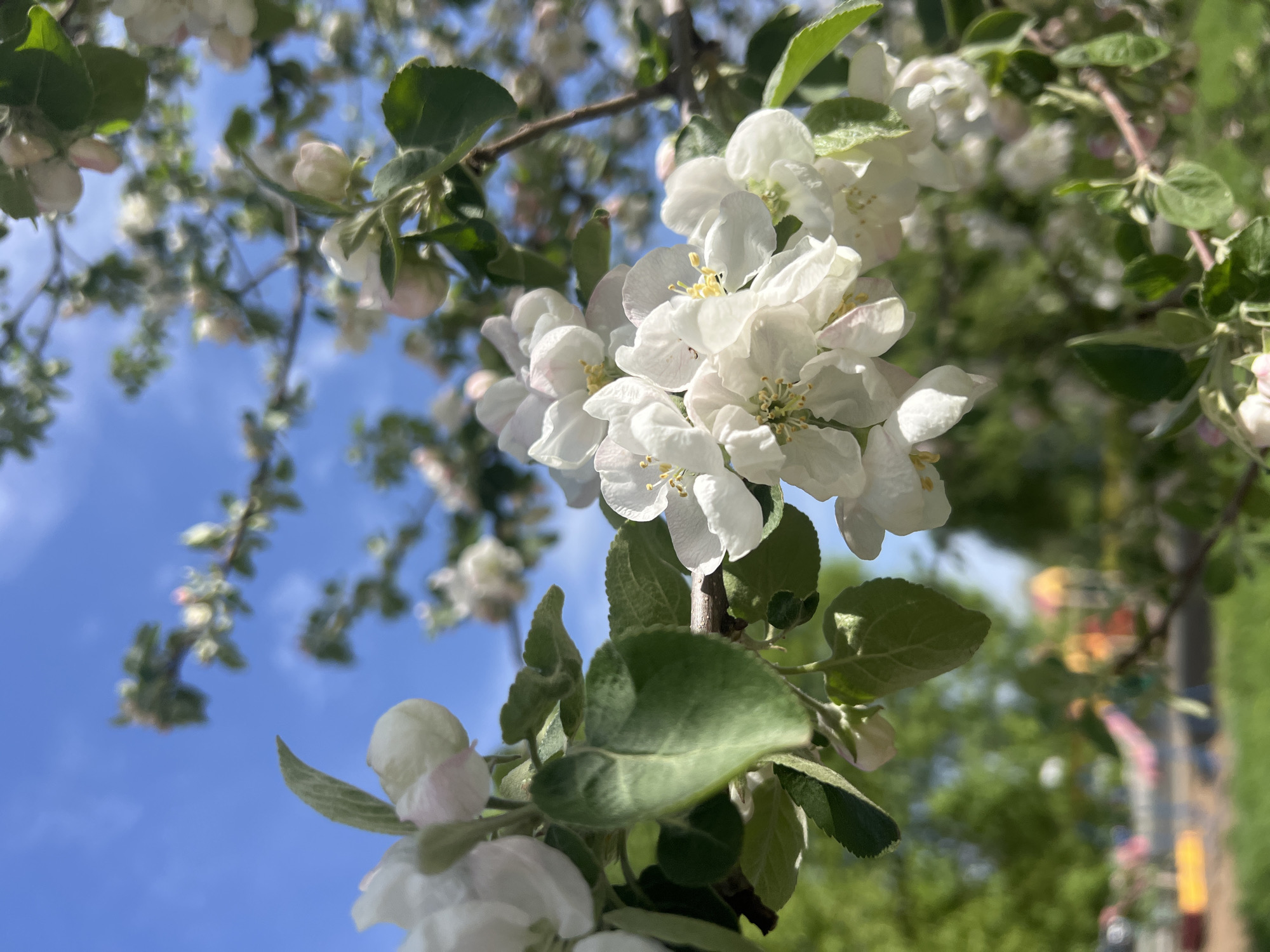 The image depicts a close-up of blooming apple tree branches against a blue sky. The flowers are white, clustered together, and some are still in bud form. Green leaves surround the blossoms. The background includes a blurred view of trees and possibly a streetscape with colorful flags, hinting at a park or urban area. Given the presence of these flags, and the location specification of Chaikovsky, Russia, it's likely the picture was taken in a public space in the city, such as a park or along a street during a festival or celebration. There is no other information that can be gleaned from the provided image.